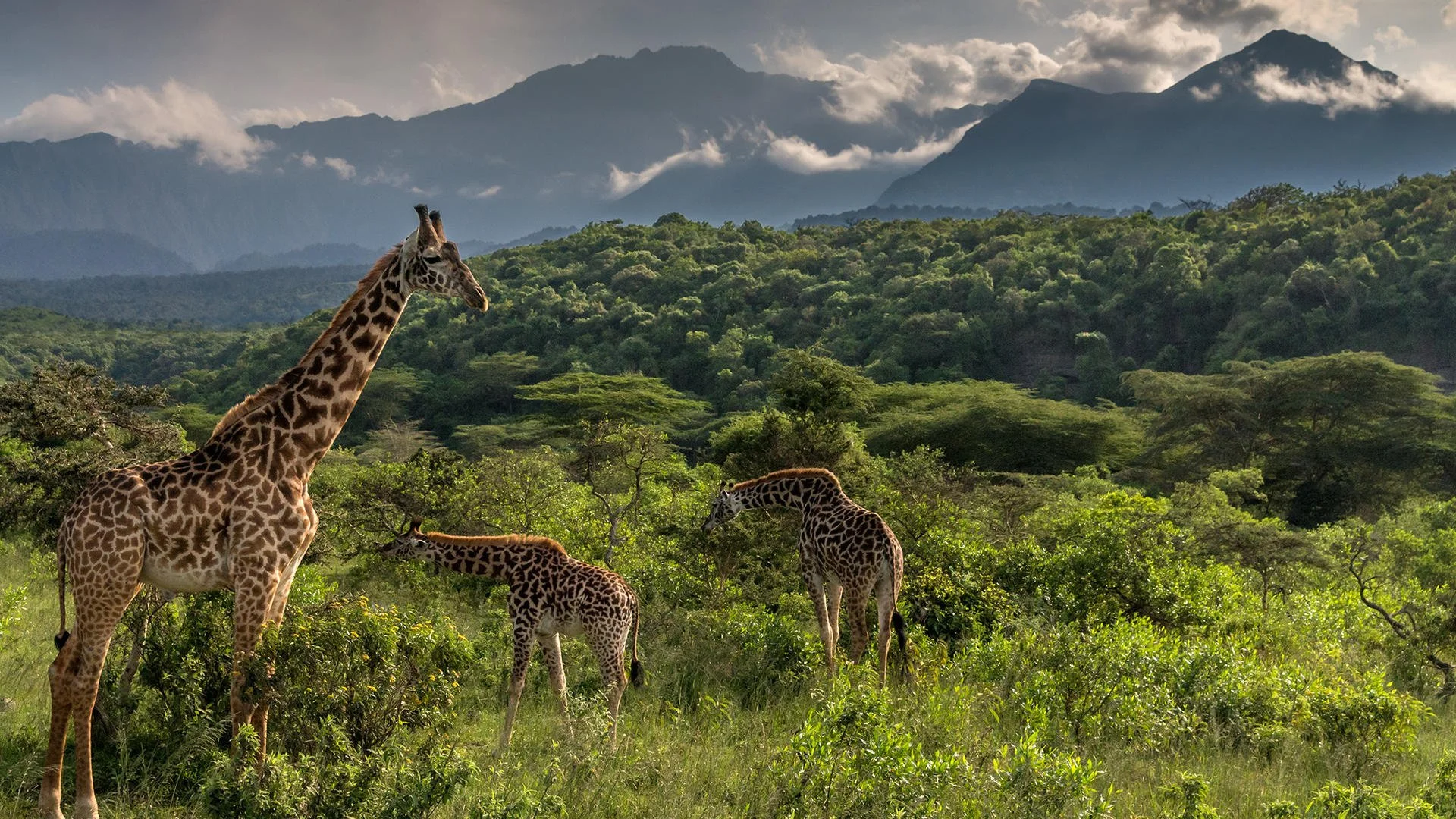 Girafe broutant dans la savane boisée d'acacias du Parc national d'Arusha avec la crête boisée du cratère en arrière-plan