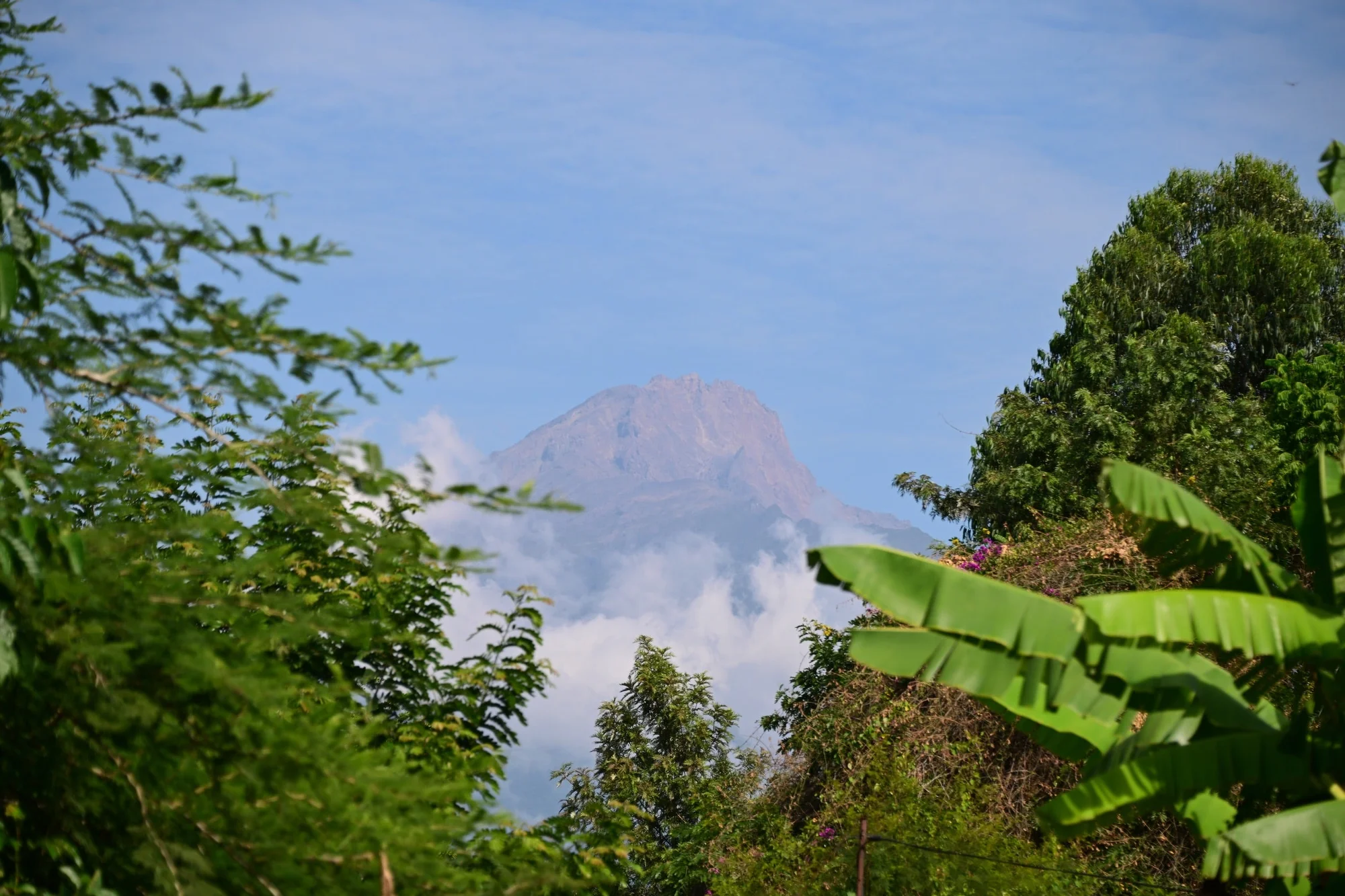 Plantation de café luxuriante et verdoyante avec de la brume s'élevant des pentes boisées du Mount Meru après la pluie pendant la saison verte