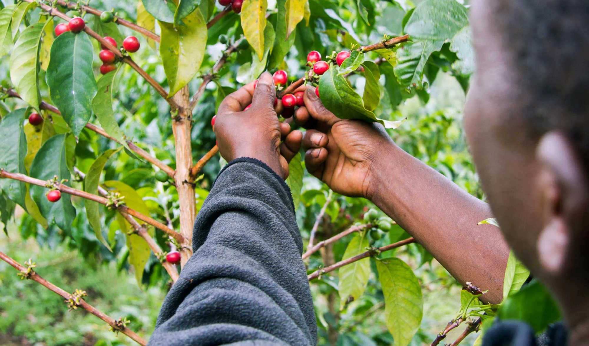 File di arbusti di caffè arabica sotto alberi ombreggianti su una piantagione collinare di Arusha, con ciliegie rosse mature raccolte a mano da un agricoltore locale
