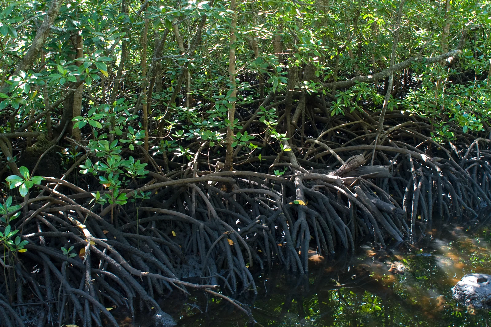 Mangrovenbach südlich von Bagamoyo mit watenden Vögeln