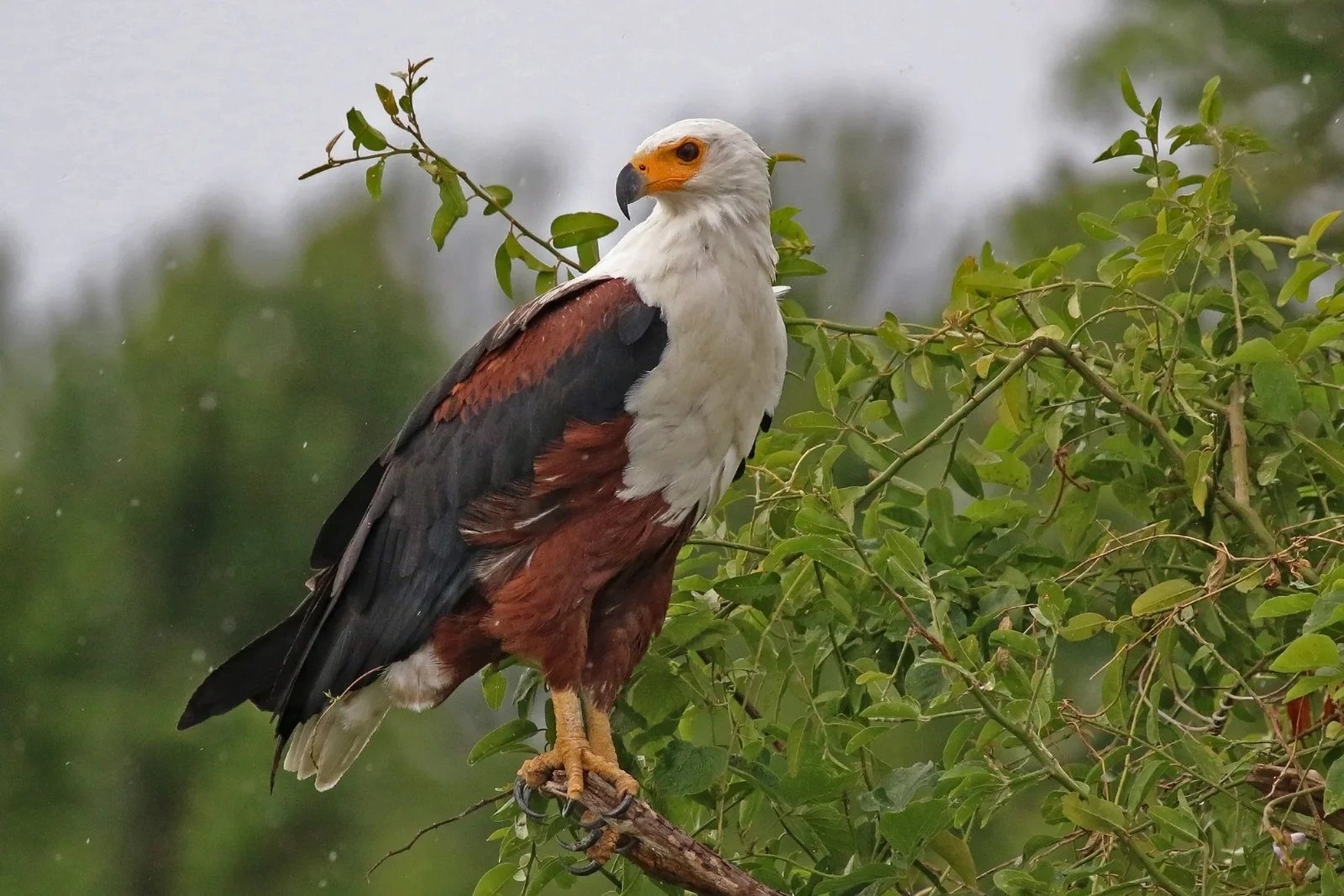 Afrikanischer Schreiseeadler auf einem Mangrovenast entlang der Küste von Bagamoyo