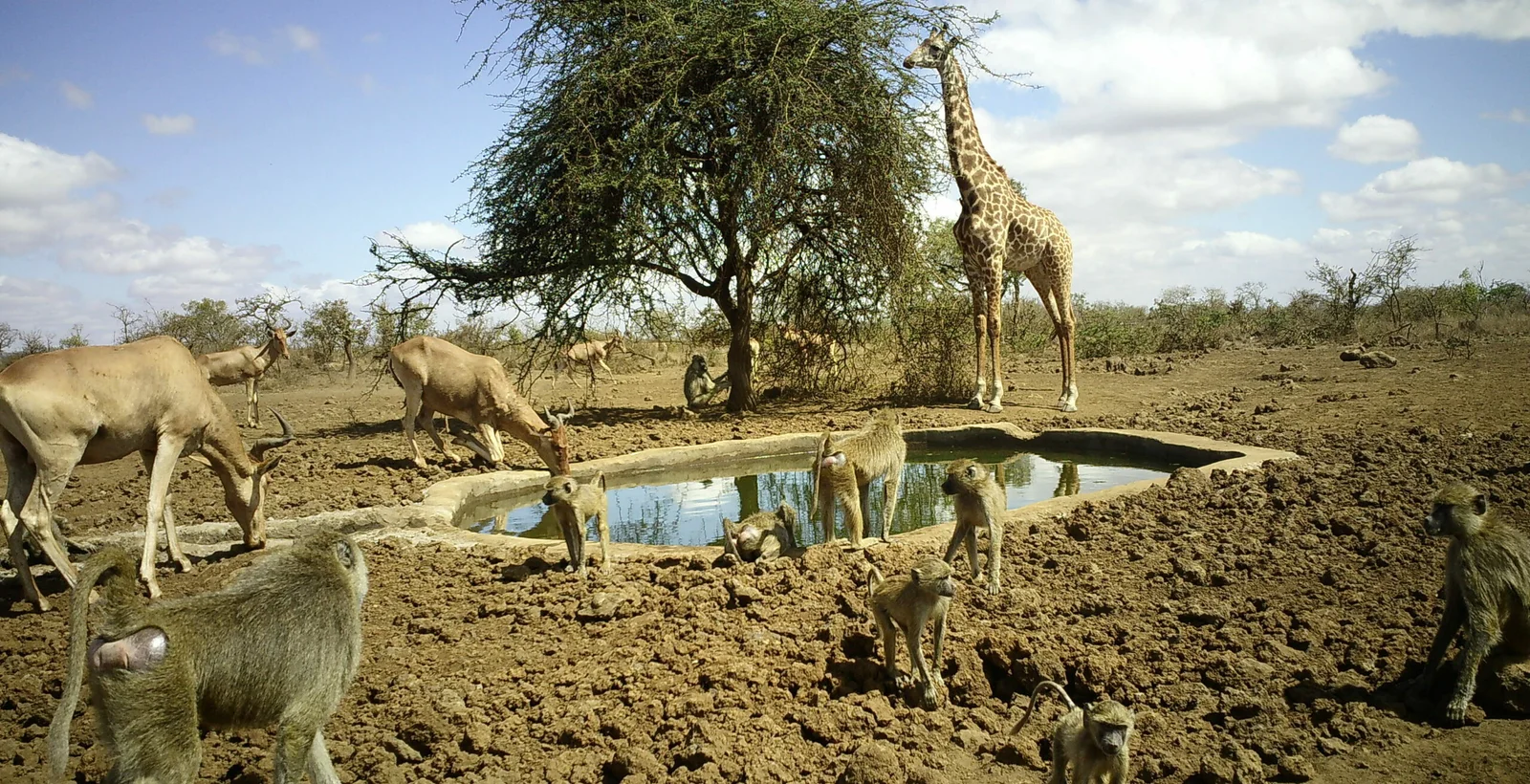 L'horaire Safarilink depuis Wilson — la plupart des hôtes de Chyulu prennent le trajet Wilson → Amboseli → Mbirikani en environ 50 minutes, les vols vers ol Donyo et Campi ya Kanzi étant inclus dans le tarif tout compris.