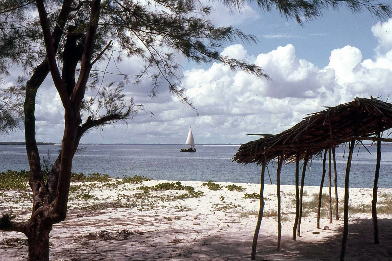 Banda de plage ombragée par des filaos sur l'île de Bongoyo