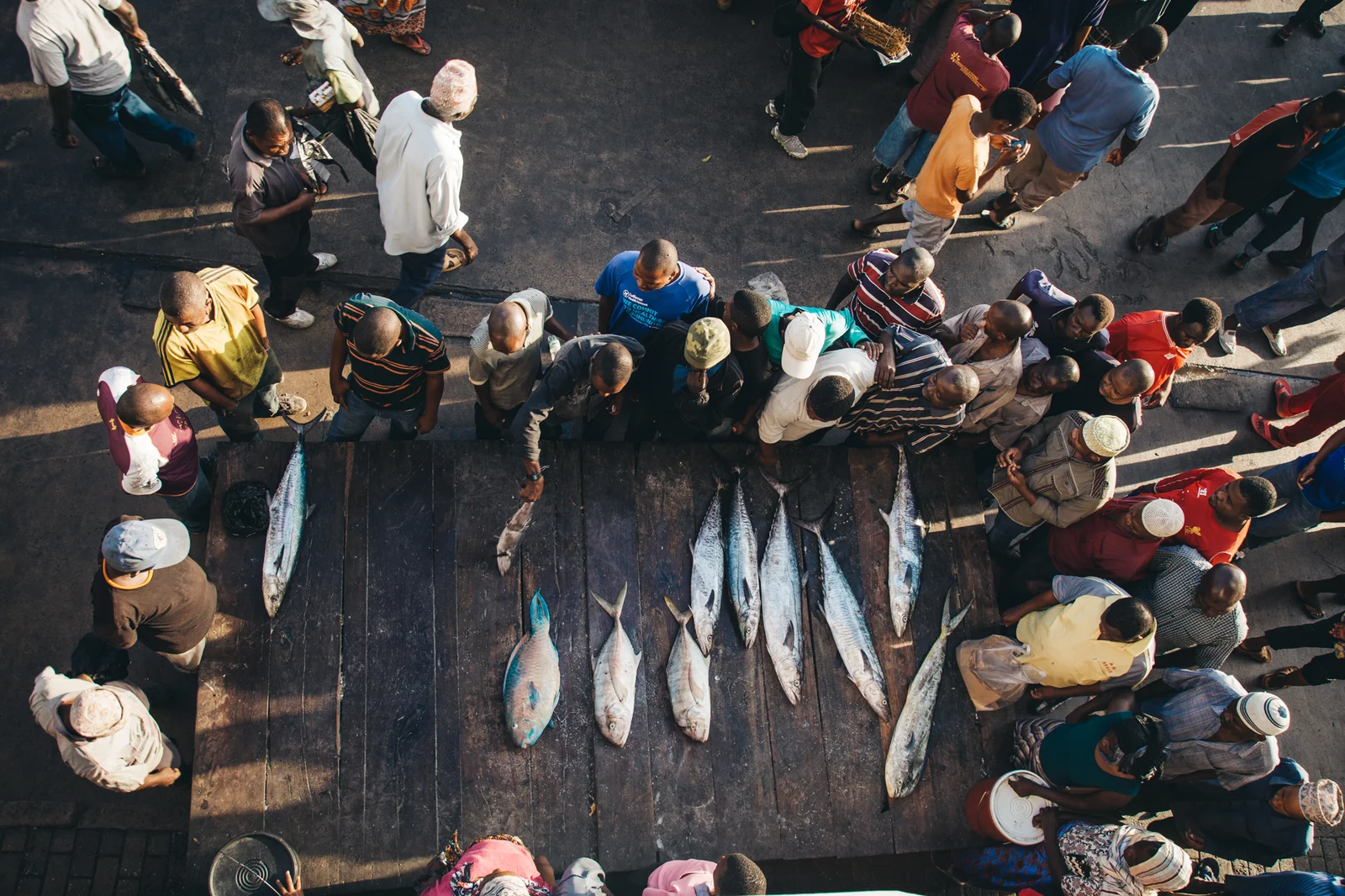 Thon et thazard frais exposés à l'aube au marché aux poissons de Kivukoni