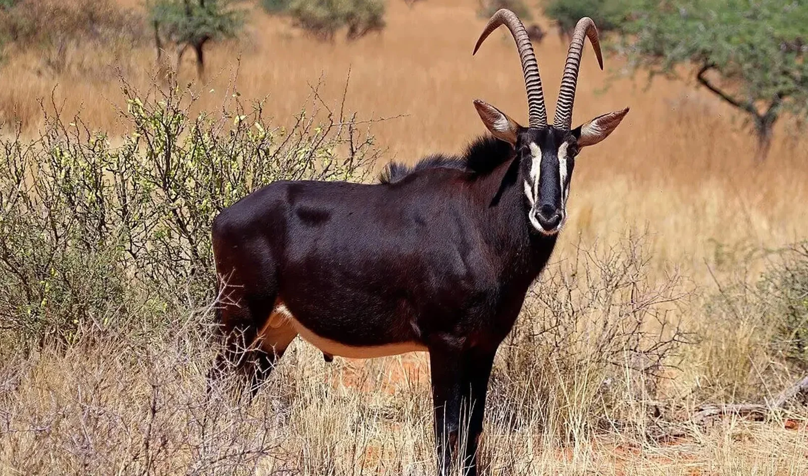 Eine Rappenantilope im Grasland von Shimba Hills — die einzige Population in Kenya, 45 Minuten landeinwärts von Diani, der am meisten unterschätzte Halbtagesausflug ab diesem Strand.