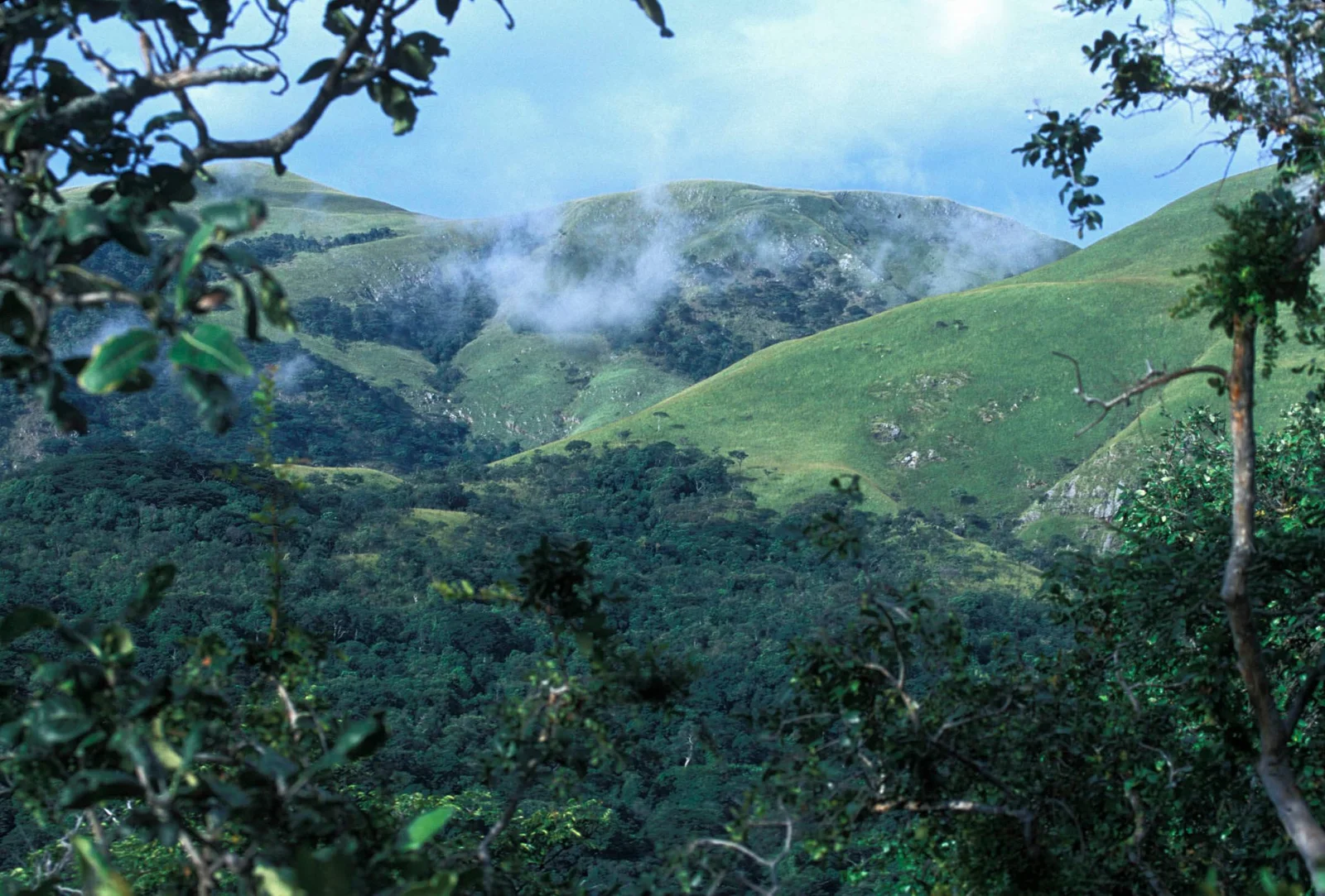 Pentes boisées du parc national de Gombe Stream descendant vers les rives du lac Tanganyika