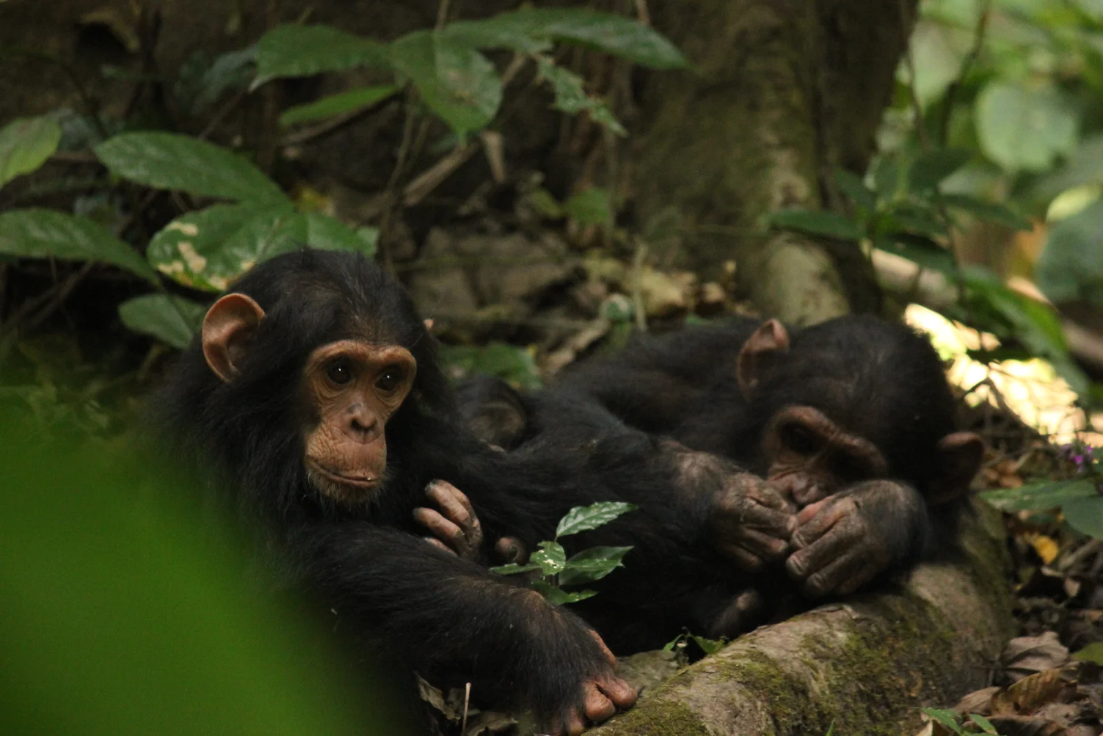 Un chimpanzé habitué du parc national de Gombe Stream utilisant une brindille pour pêcher des termites, illustrant l'utilisation d'outils documentée pour la première fois par Jane Goodall