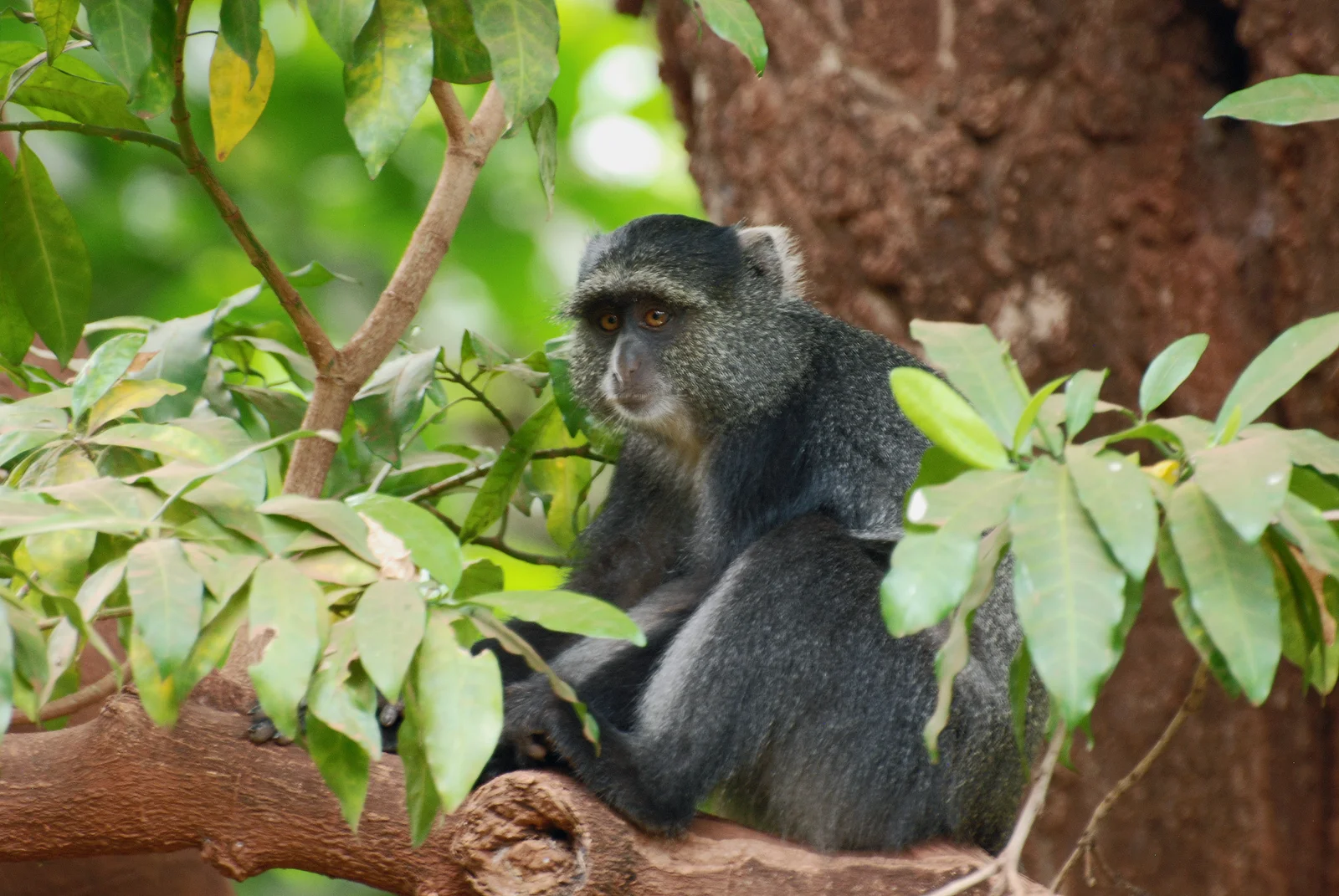 Cercopithèque à diadème se nourrissant dans la canopée moyenne de la forêt-galerie de Gombe
