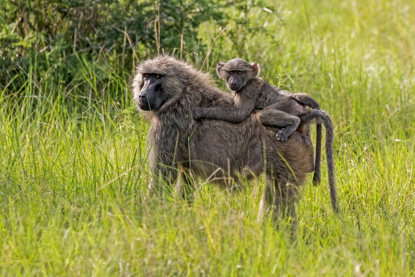 Troupe de babouins olive sur la rive du lac Tanganyika à Gombe