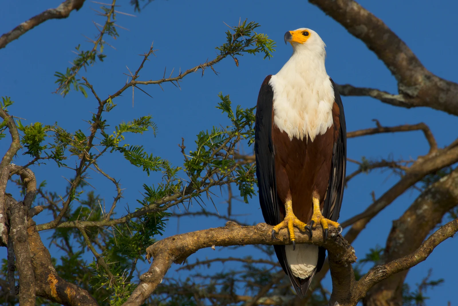 Pygargue vocifère perché au-dessus du lac Tanganyika, dans le parc national de Gombe Stream