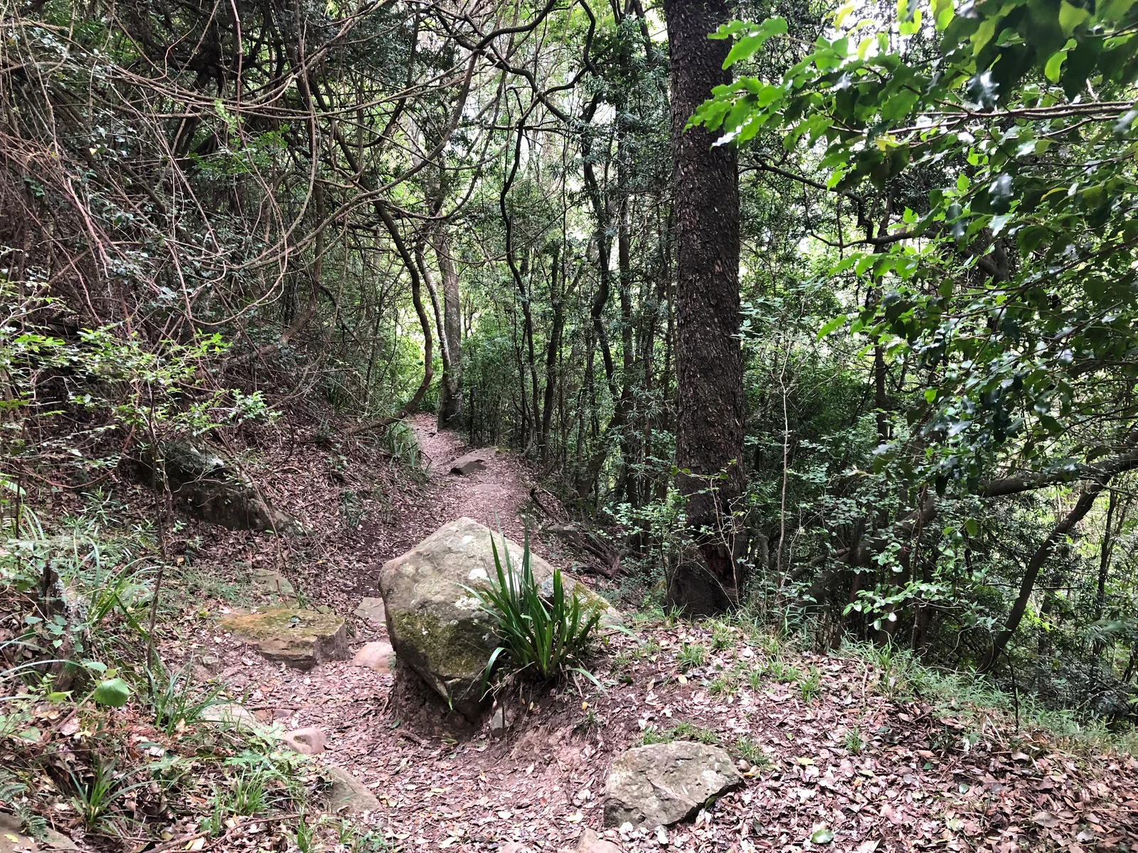 Sentier forestier à Gombe en saison sèche, avec des chemins fermes et un sous-bois dégagé