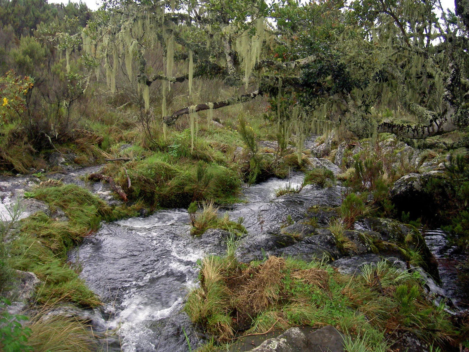 Canopée verte et luxuriante à Gombe pendant la saison des pluies, avec des cours d'eau dans les vallées