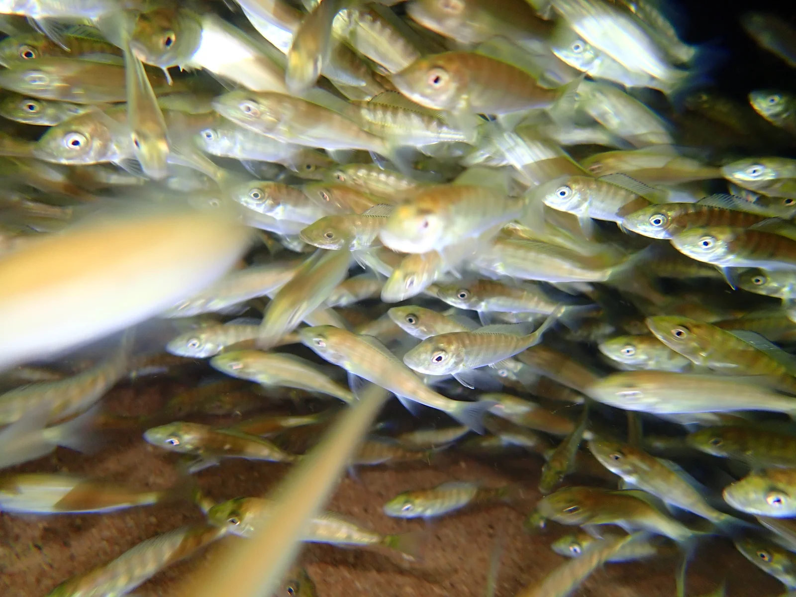 Eaux claires au large de la rive de Gombe, avec des cichlidés aux couleurs vives visibles sous la surface