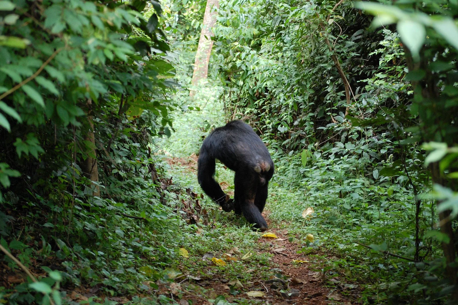 Projet de reboisement dans les collines entourant le parc national de Gombe Stream