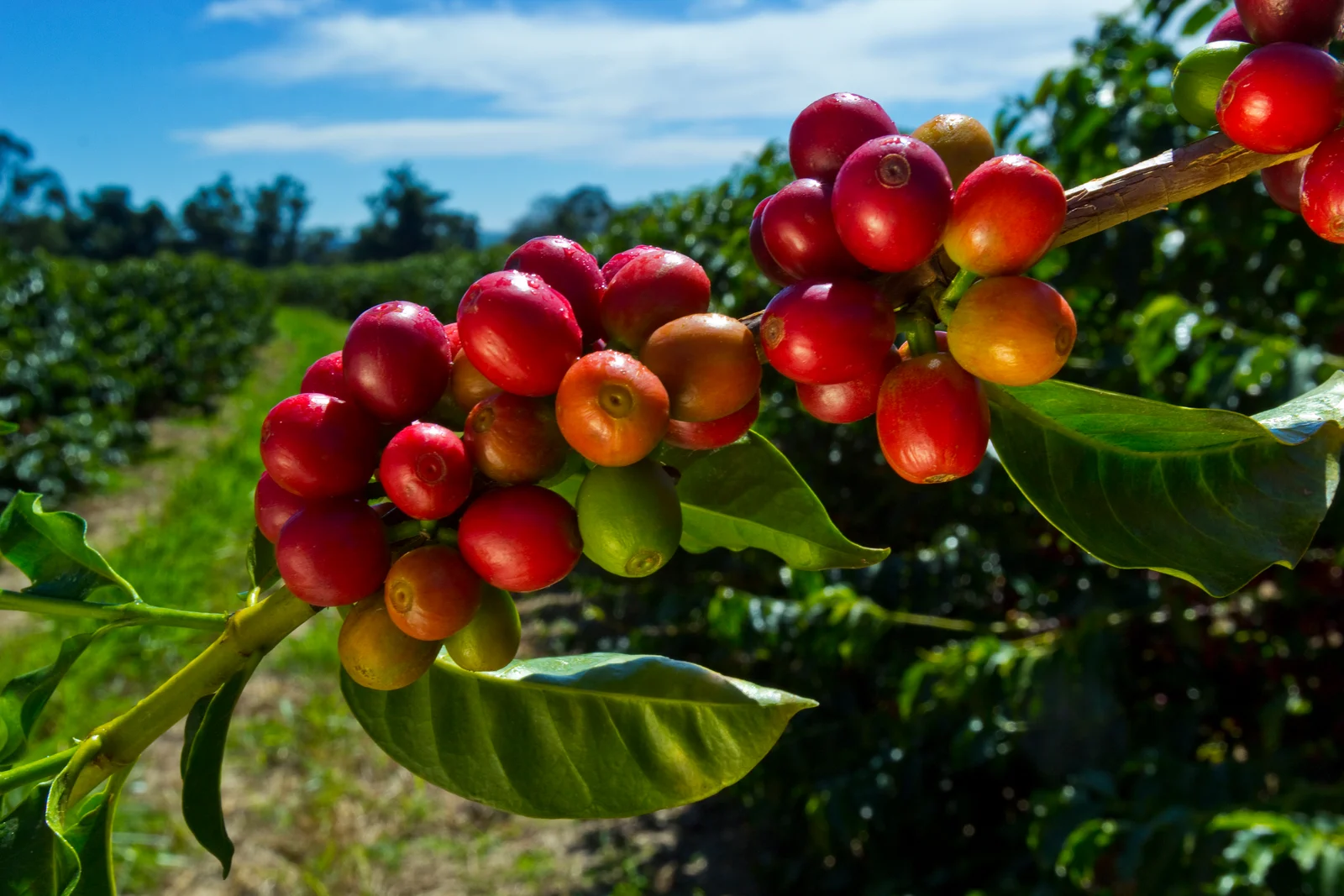 Cerises de café Arabica rouges et mûres sur la branche dans une plantation de Karatu, avec les collines des hautes terres en arrière-plan