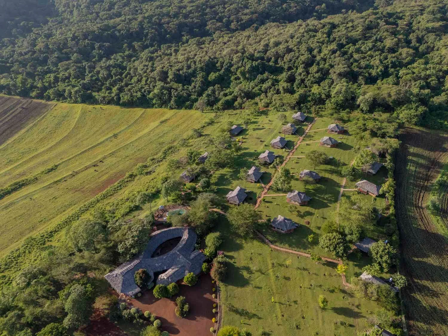 Collines en terrasses verdoyantes de Karatu pendant la luxuriante saison des grandes pluies