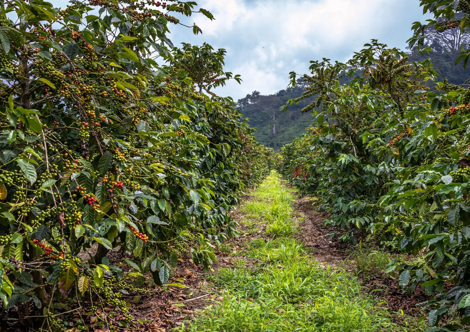 Visite d'une plantation de café dans un domaine de Karatu, montrant des visiteurs marchant entre les rangées de caféiers Arabica, avec des lits de séchage et les hautes terres en arrière-plan