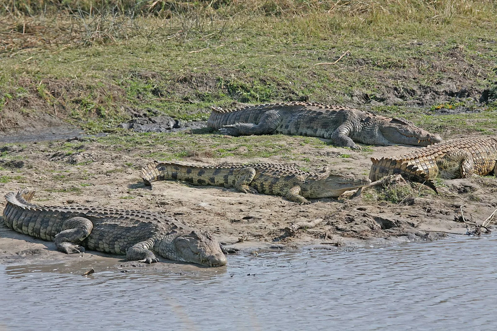 Ein Nilkrokodil sonnt sich am Ufer eines überfüllten Flusspferd-Tümpels in Katavi