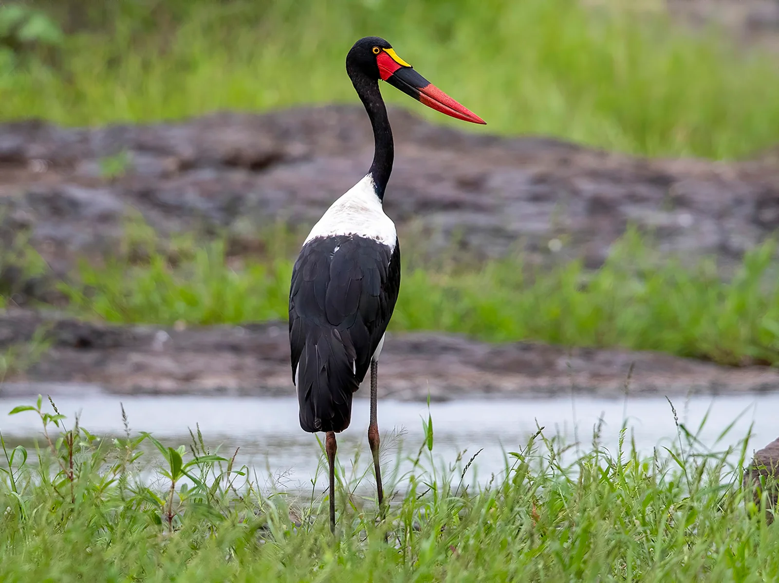 Sattelstorch watet in einem flachen Tümpel auf der Katavi-Überschwemmungsebene