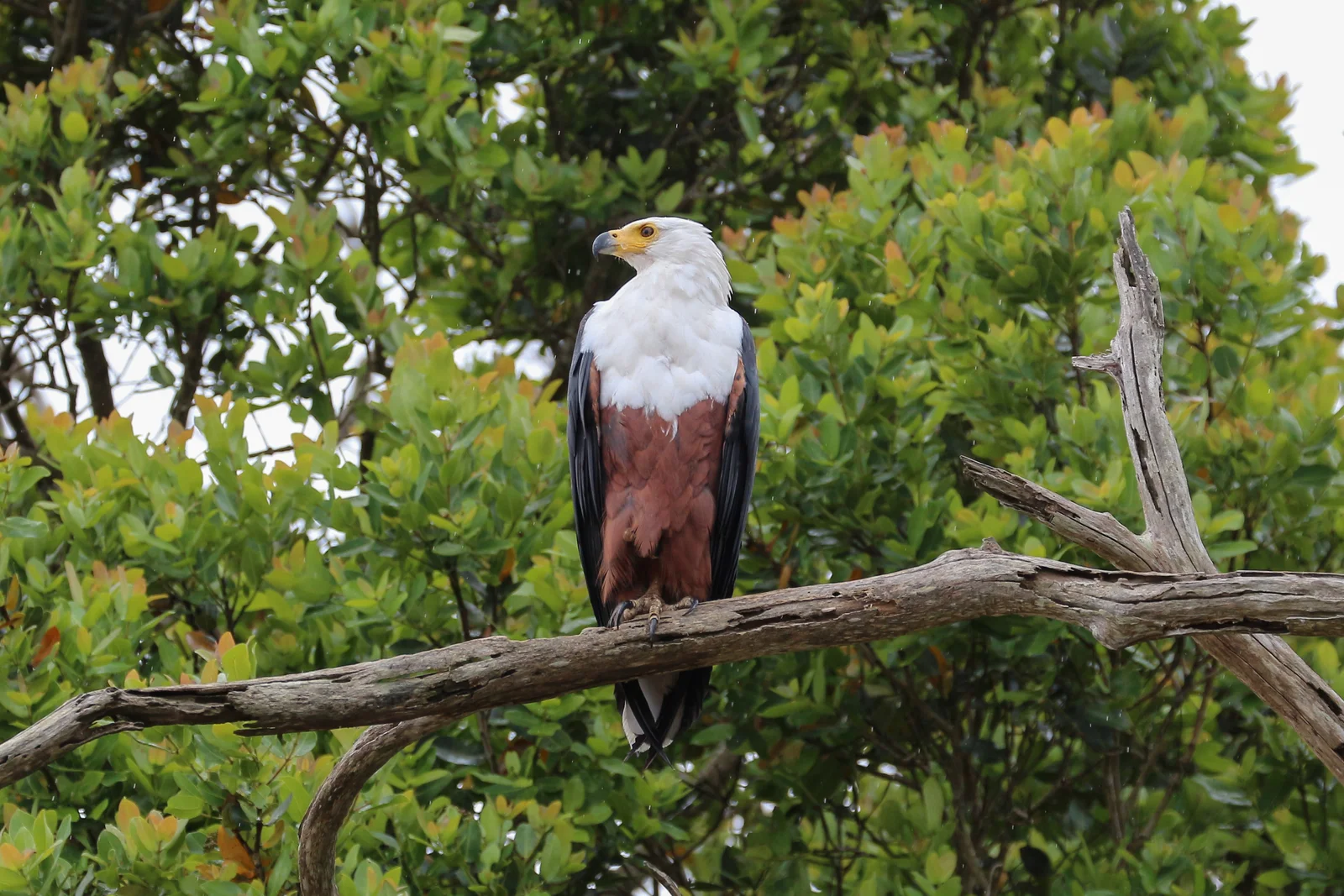 Schreiseeadler sitzt in einem abgestorbenen Baum über dem Katuma-Fluss