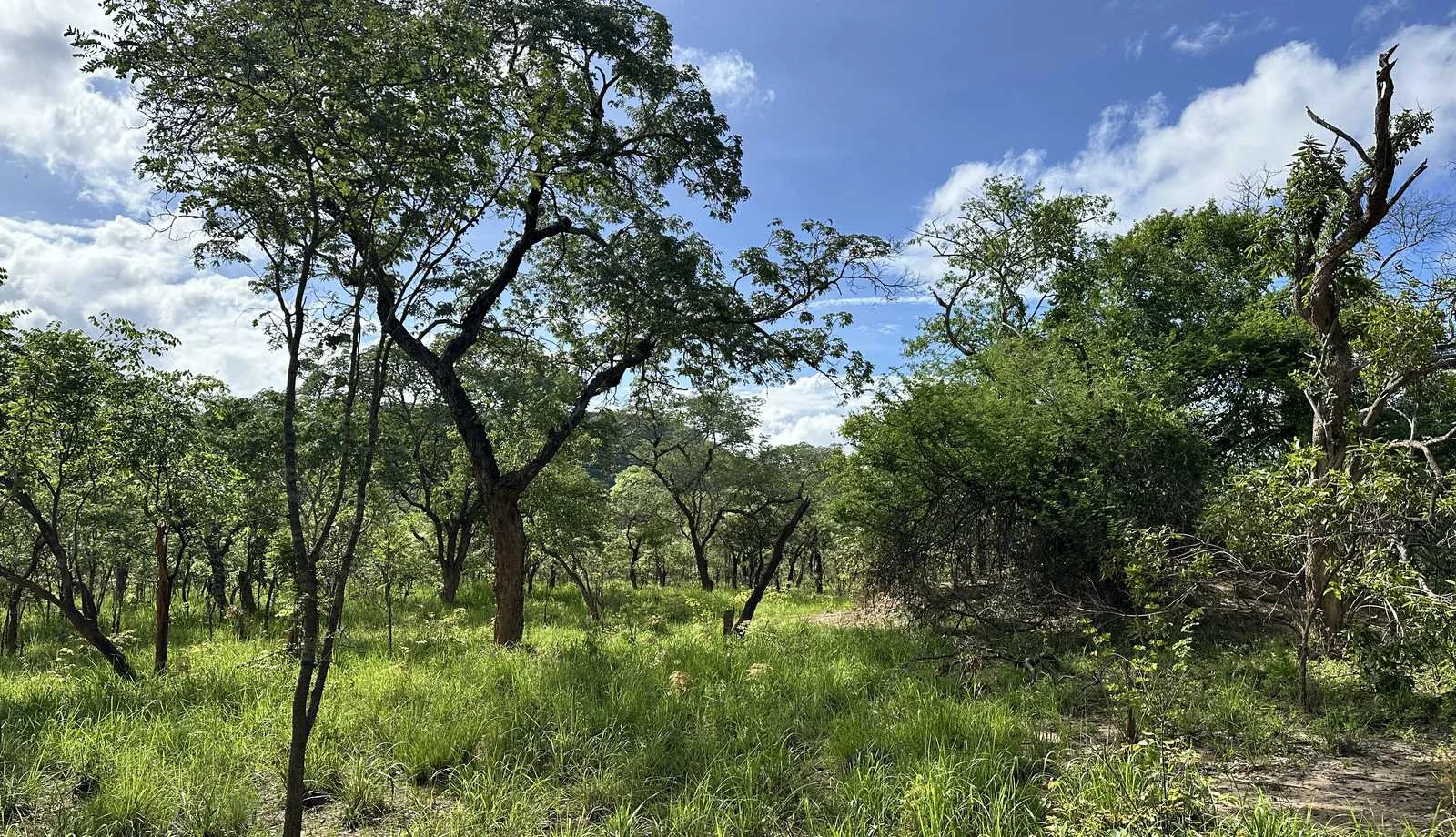 Miombo-Wald-Kronendach in der Pufferzone zwischen Katavi und dem Lukwati-Wildreservat