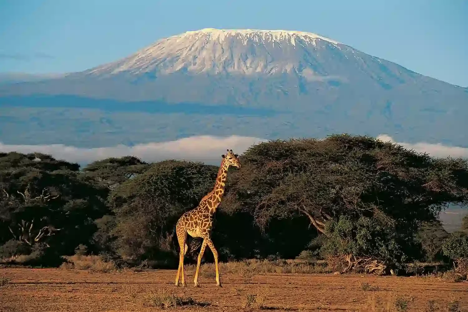 La cumbre nevada de Kibo en el Monte Kilimanjaro elevándose sobre las nubes al amanecer, vista desde las llanuras de sabana circundantes