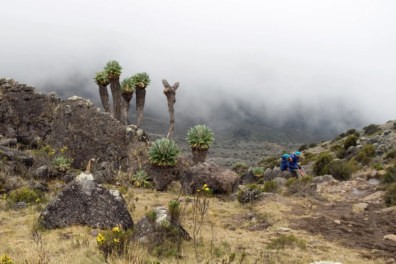 Excursionistas ascendiendo por la zona de brezal y páramo en la ruta Machame, con la cúpula glaciar de Kibo visible en lo alto