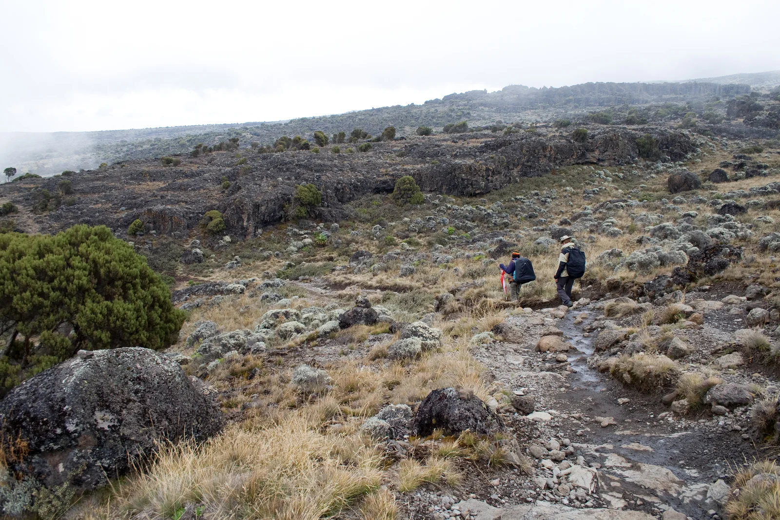 Le vaste plateau de Shira sur la route Lemosho, avec Kibo se dressant au loin