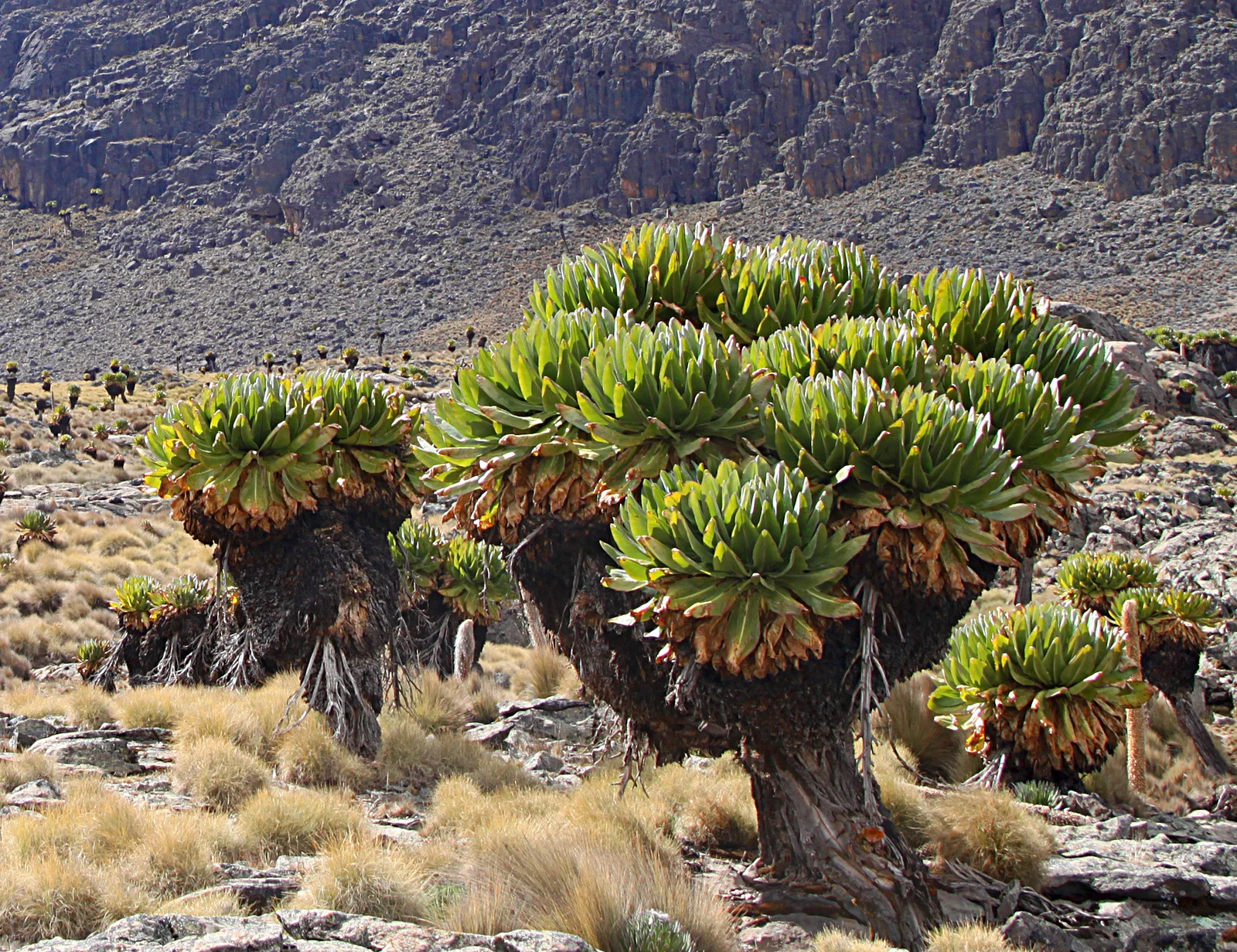 Senecios gigantes recortados contra el cielo alpino en la zona de páramo por encima del Campamento Shira, en el Kilimanjaro
