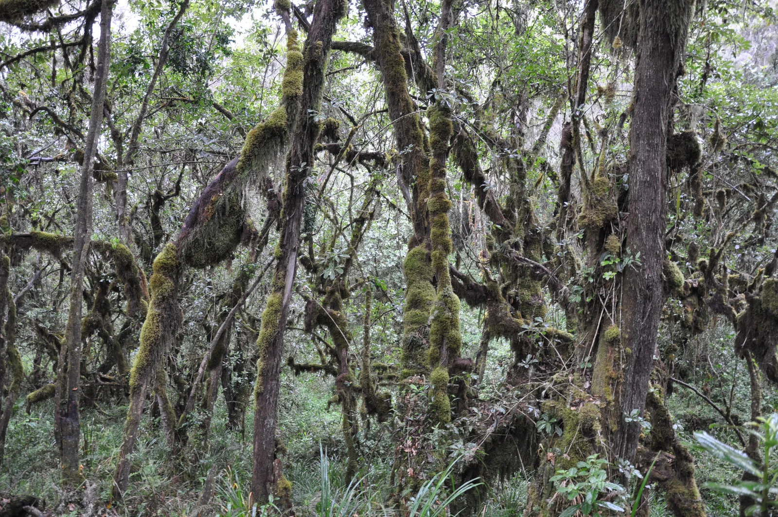 Canopée luxuriante de forêt tropicale de montagne, avec mousses suspendues et fougères géantes, sur les pentes inférieures du Kilimanjaro
