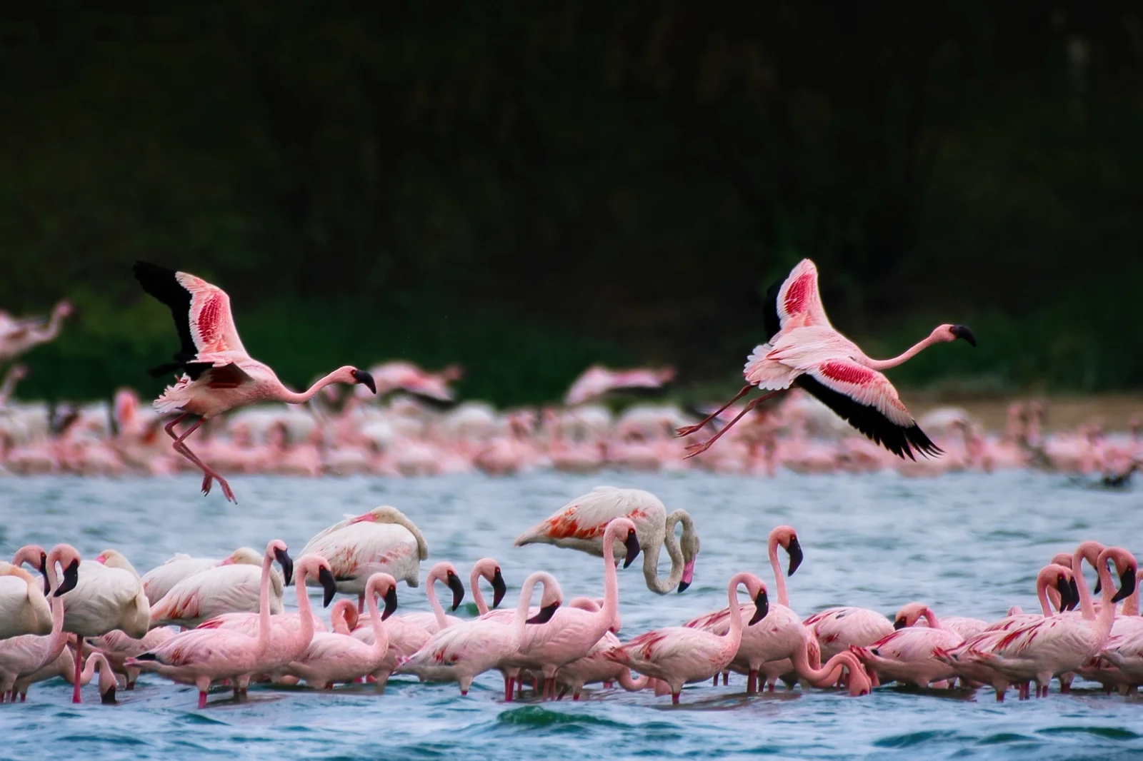 Zwergflamingos waten während der Regenzeit im flachen, alkalischen Wasser des Lake Eyasi