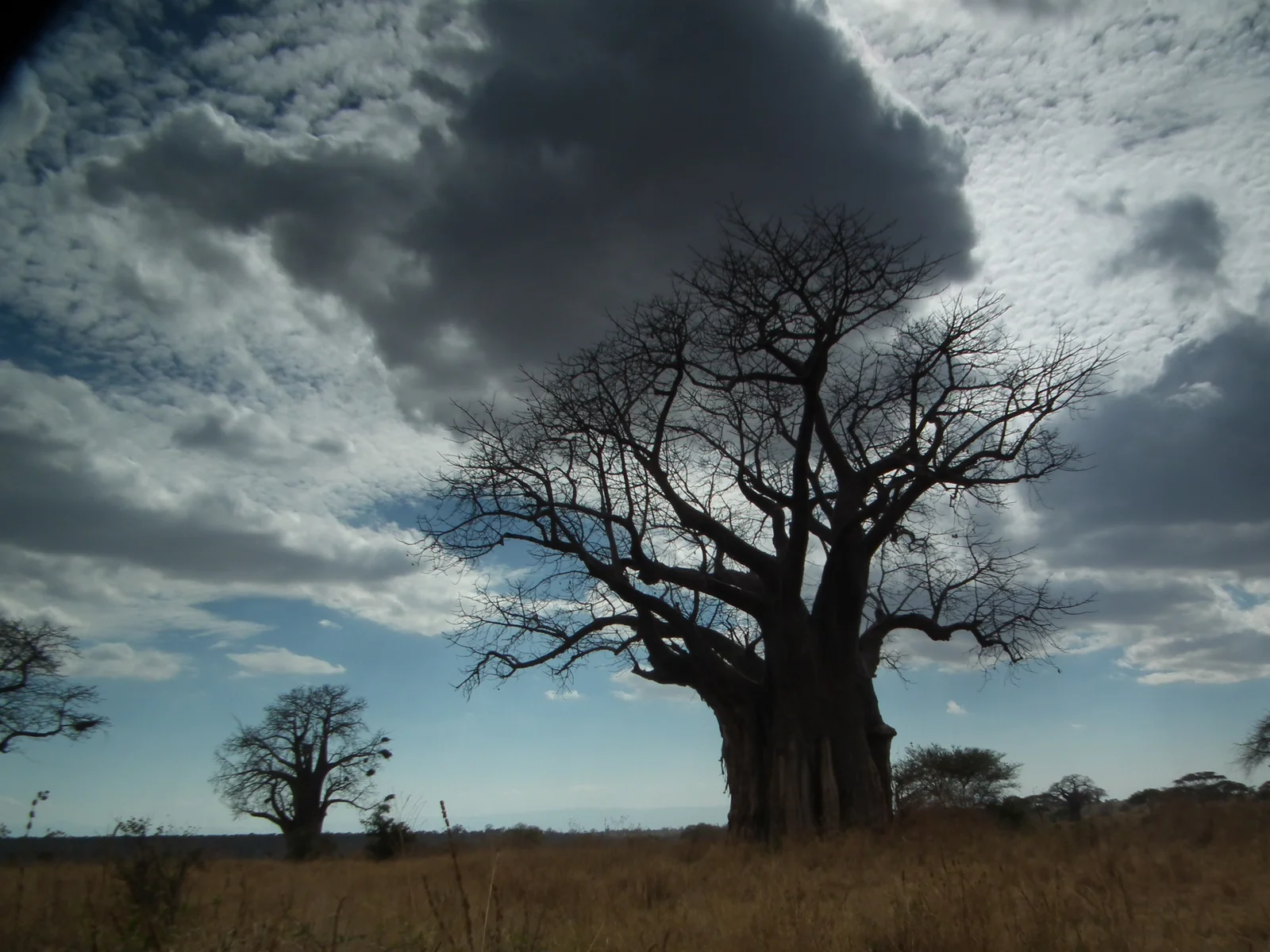 Ein Baobab, der auf einem felsigen Hügel über dem Lake Eyasi silhouettiert ist