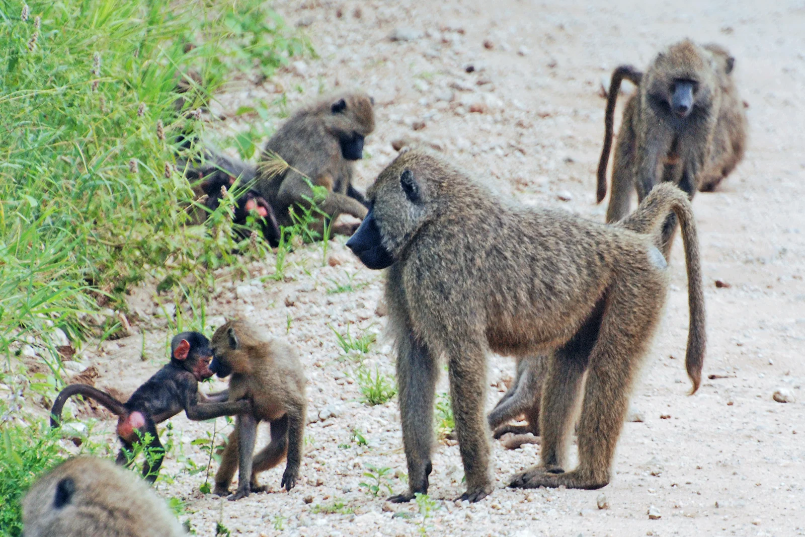 Anubispavian-Gruppe sitzt auf der Straße im Grundwasserwald von Lake Manyara, während grün-goldenes Licht durch das Blätterdach fällt