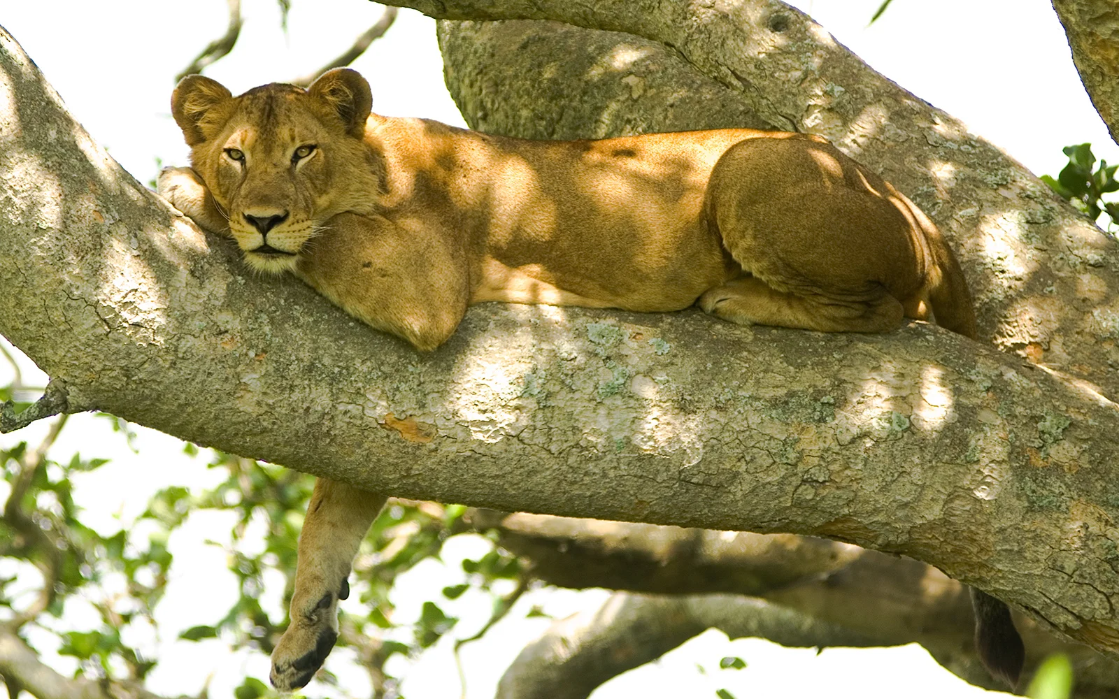 Löwin liegt auf einem Ast einer Akazie in der Waldzone von Lake Manyara
