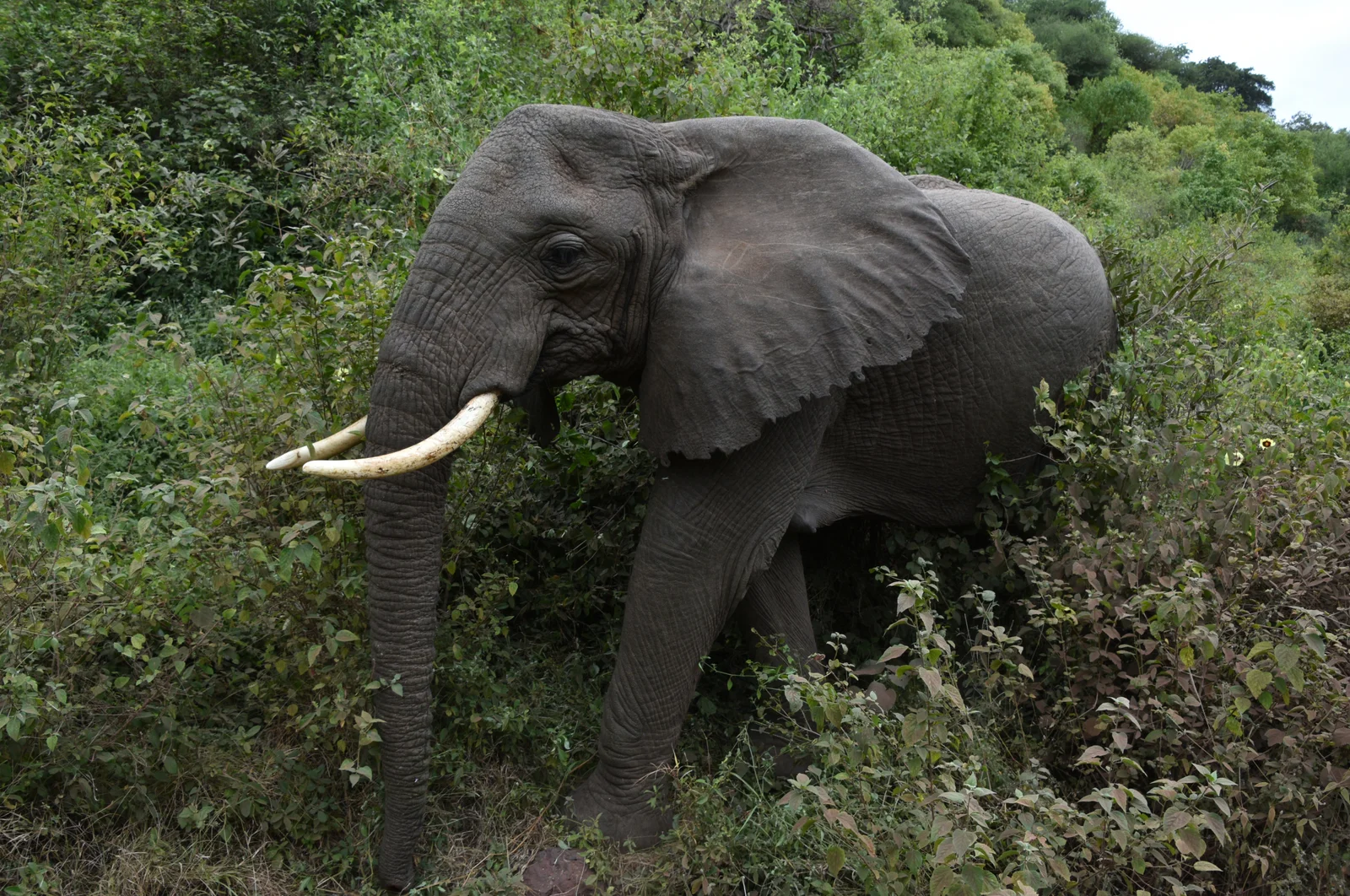 Elefant tritt aus dem dichten Blätterdach des Grundwasserwaldes an das Ufer von Lake Manyara, im Hintergrund die Steilwand des Rift Valley