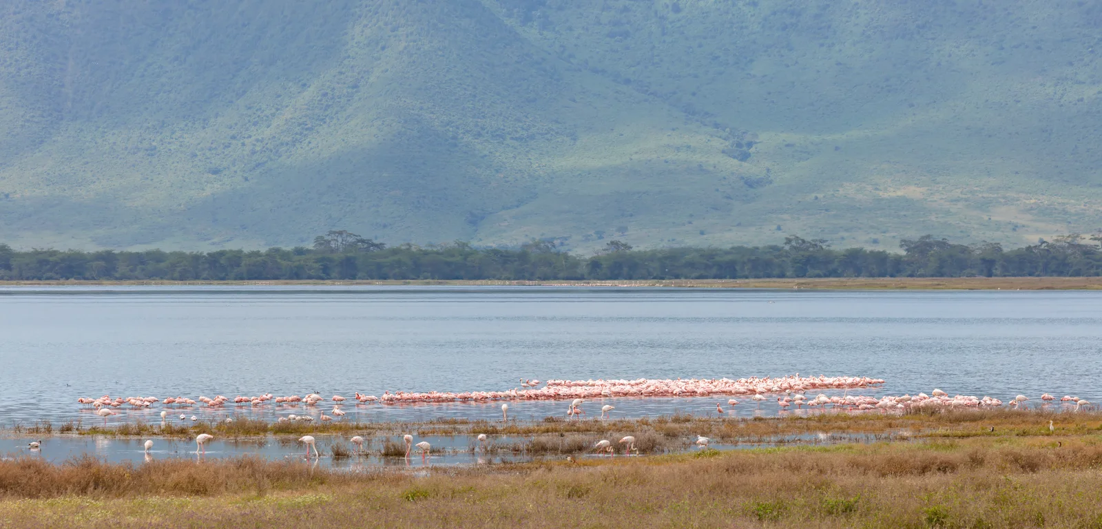 Lake Manyara in der grünen Saison mit üppiger Vegetation, vollem See und Flamingos am Ufer