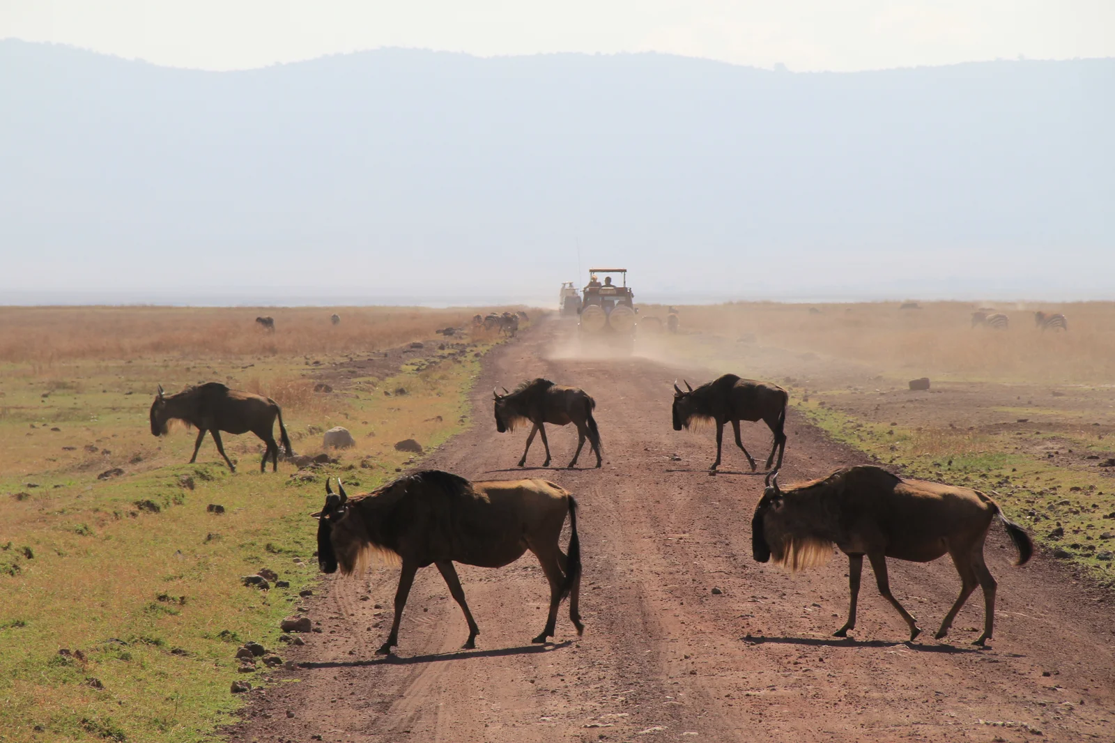 Safarifahrzeug fährt entlang der Uferstraße von Lake Manyara, im alkalischen Wasser sind Flamingos zu sehen