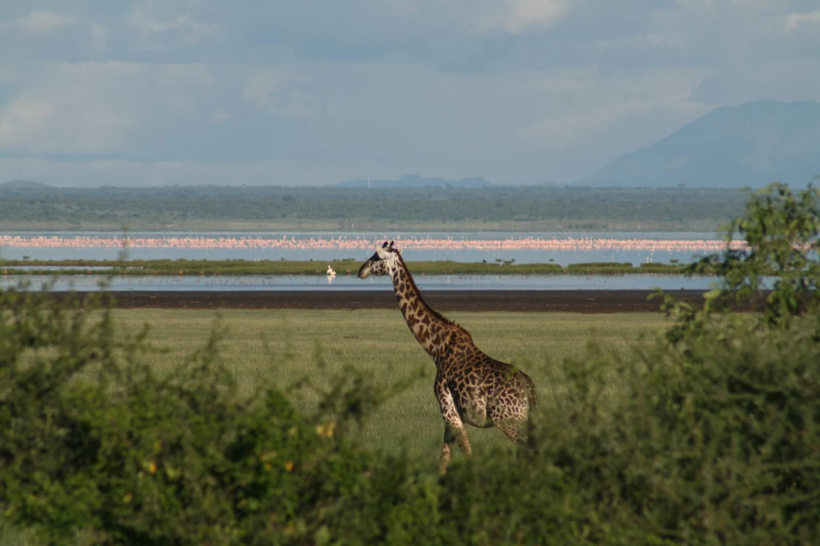 Morgendliche Pirschfahrt durch den Akazienwald von Lake Manyara mit äsenden Giraffen und der dramatischen, 600 Meter hohen Steilwand des Rift Valley im Hintergrund