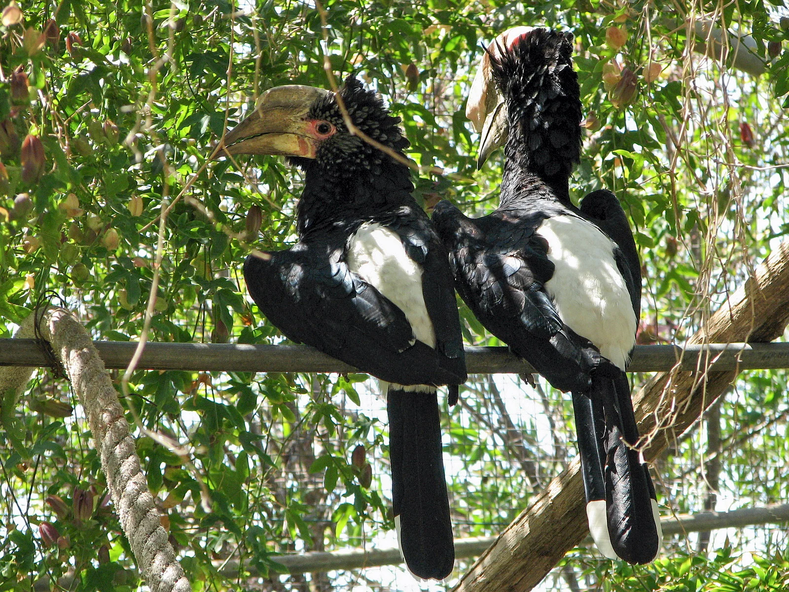 Silberwangen-Hornvogel sitzt auf einem Ast im Grundwasserwald von Lake Manyara bei gesprenkeltem Licht