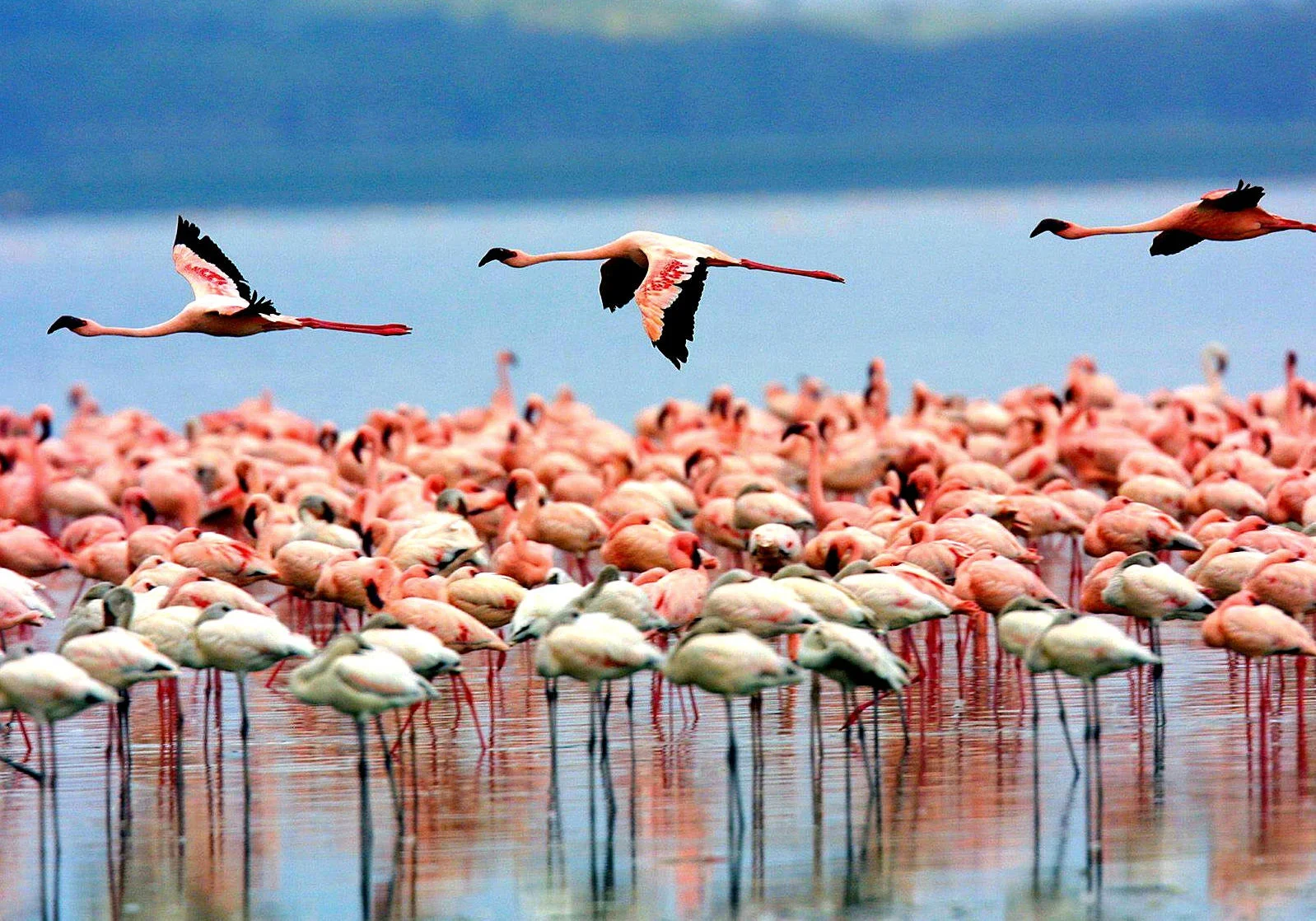 Flamingos im Flug über den alkalischen Gewässern von Lake Manyara