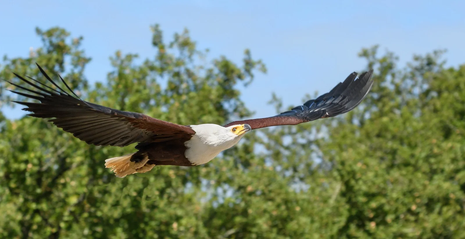 Schreiseeadler ruft von einem toten Baum am Seeufer