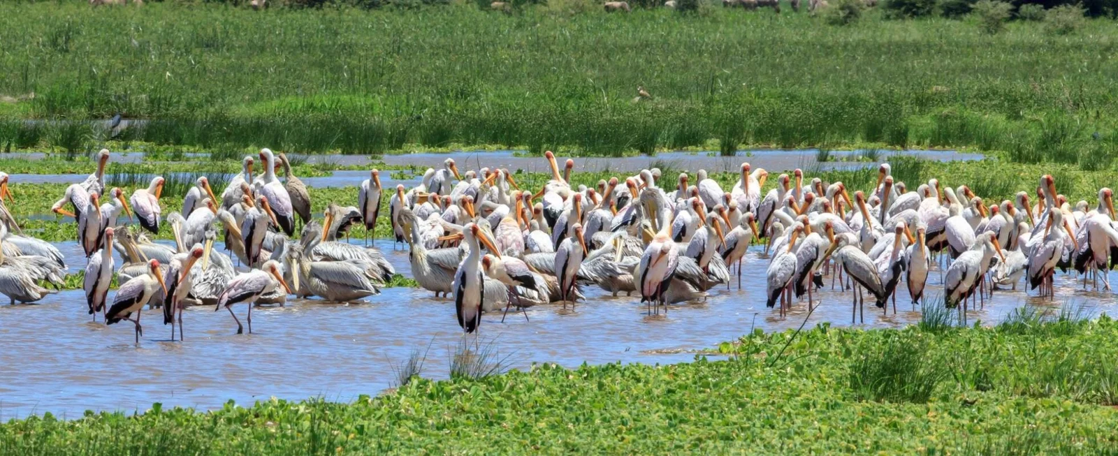 Rötelpelikane fischen kooperativ in den Untiefen von Lake Manyara