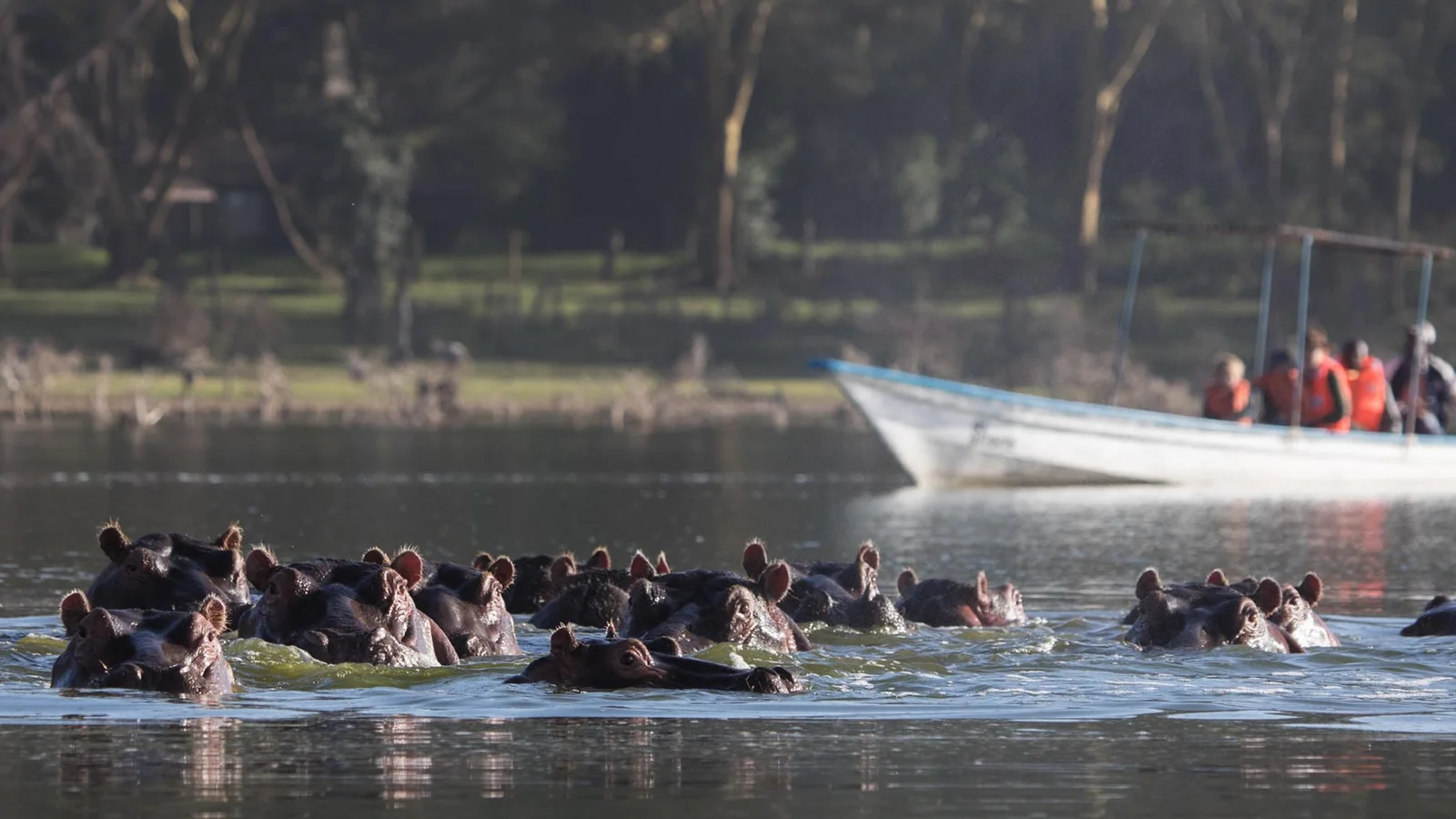 Ein traditionelles Holzboot durchschneidet den morgendlichen Nebel auf Lake Naivasha, während eine Flusspferdgruppe im Vordergrund auftaucht und die vulkanische Silhouette des Mount Longonot im Hintergrund aufragt