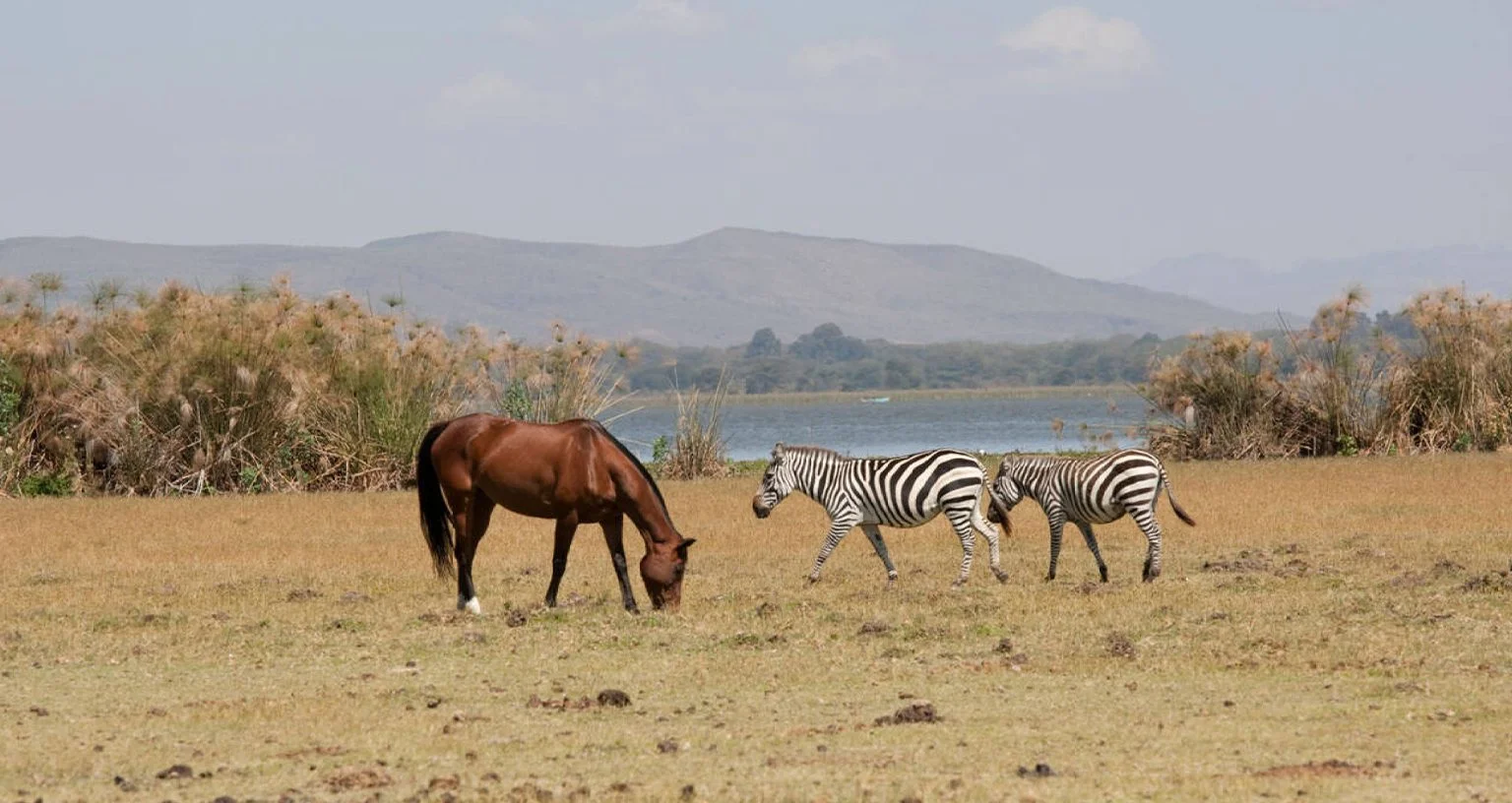 Netzgiraffen und Steppenzebras grasen auf den offenen Graslandschaften von Crescent Island, zu Fuß aus etwa zehn Metern Entfernung fotografiert, ohne Fahrzeug im Bild