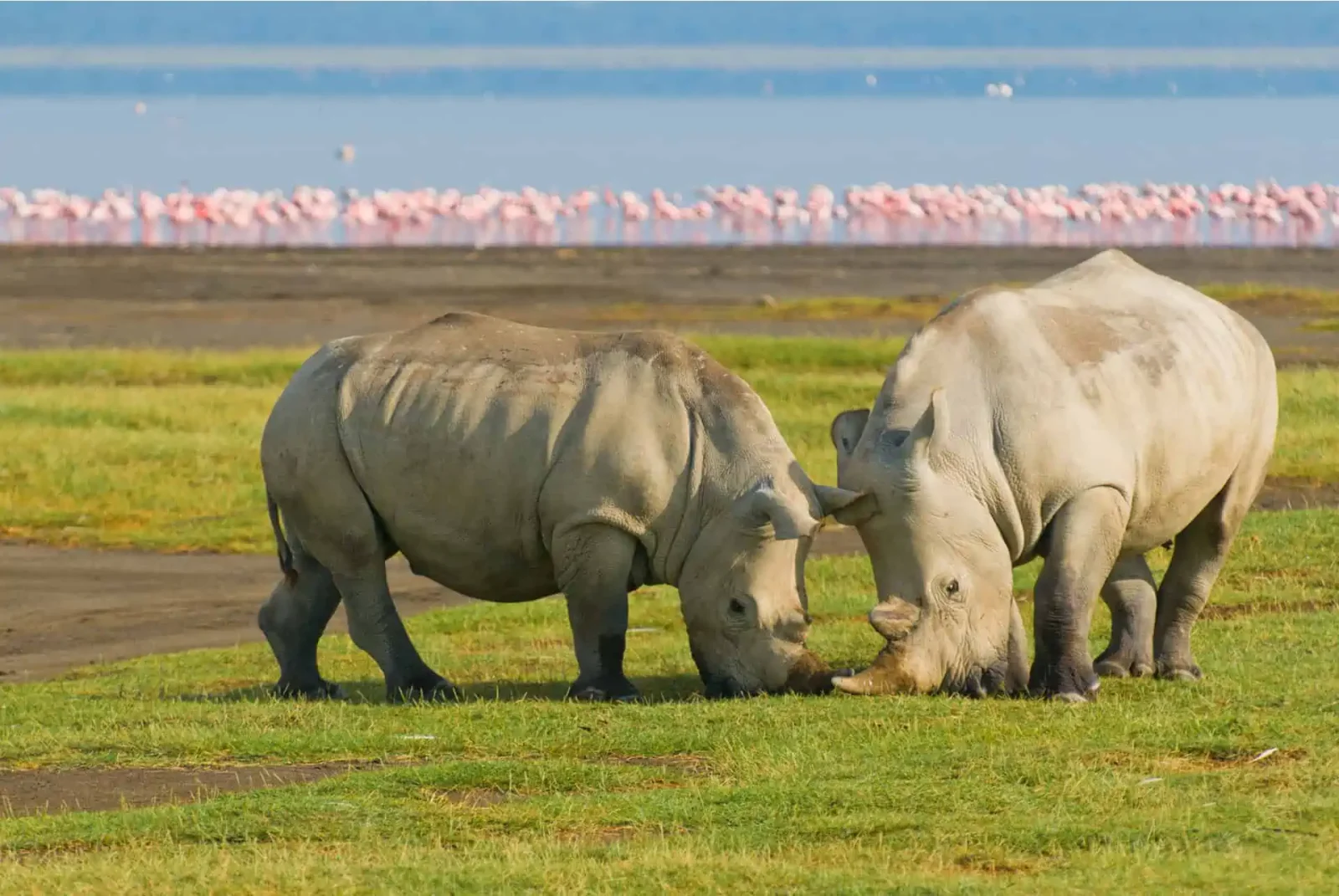 Un couple de rhinocéros blancs du Sud broutant sur les plaines ouvertes du rivage, avec le lac Nakuru visible en arrière-plan