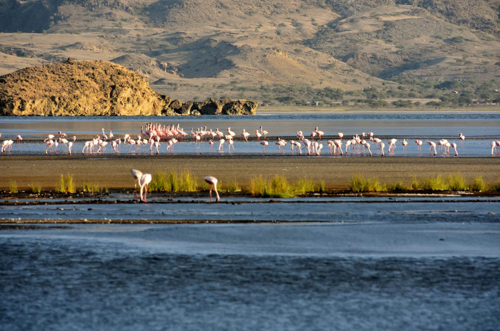 Dense groupe de flamants nains se nourrissant dans les eaux peu profondes rouge orangé du lac Natron, avec un rivage incrusté de soude
