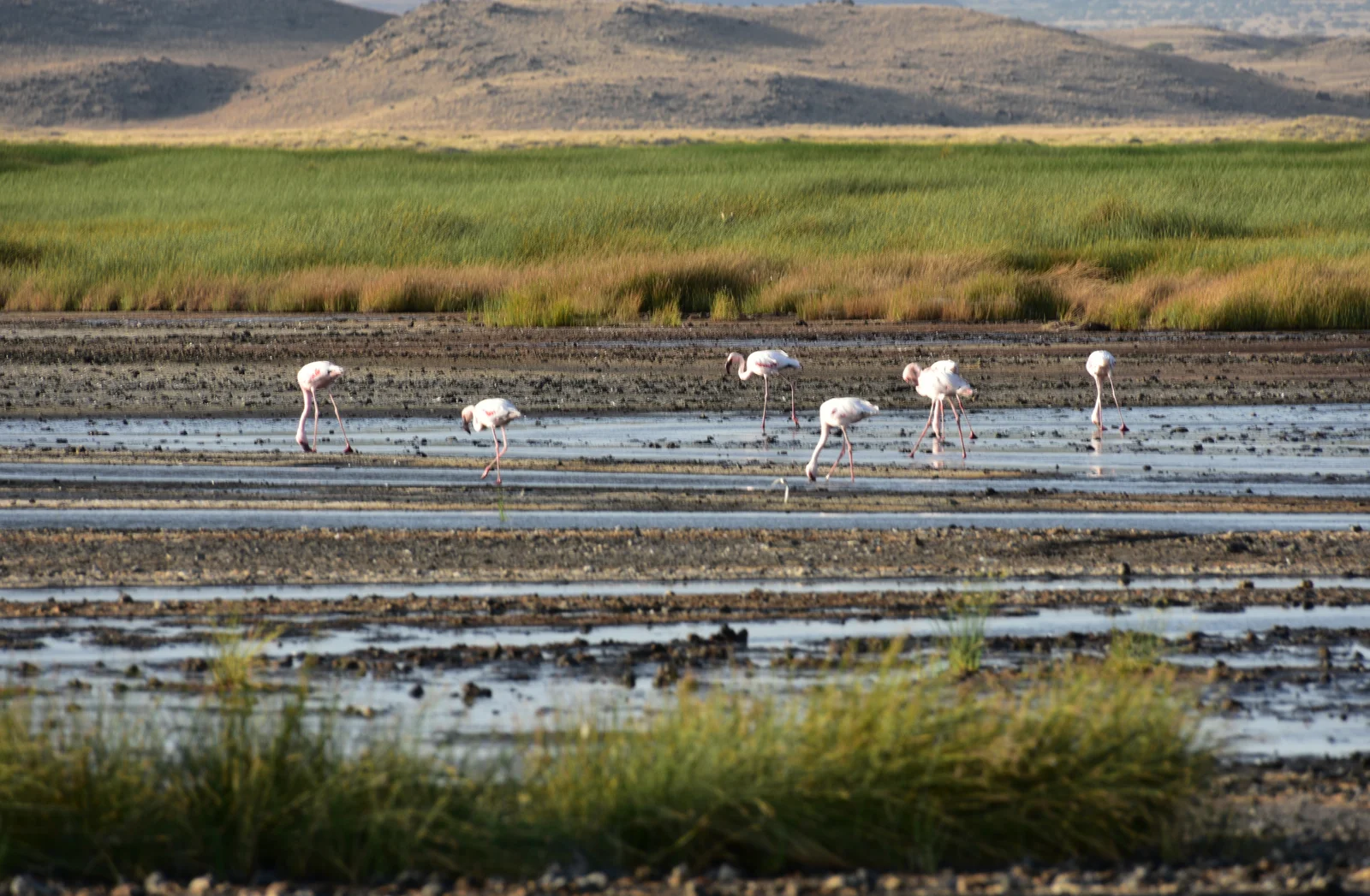 Flamants roses pataugeant dans les hauts-fonds avec l'escarpement volcanique de la vallée du Rift en arrière-plan