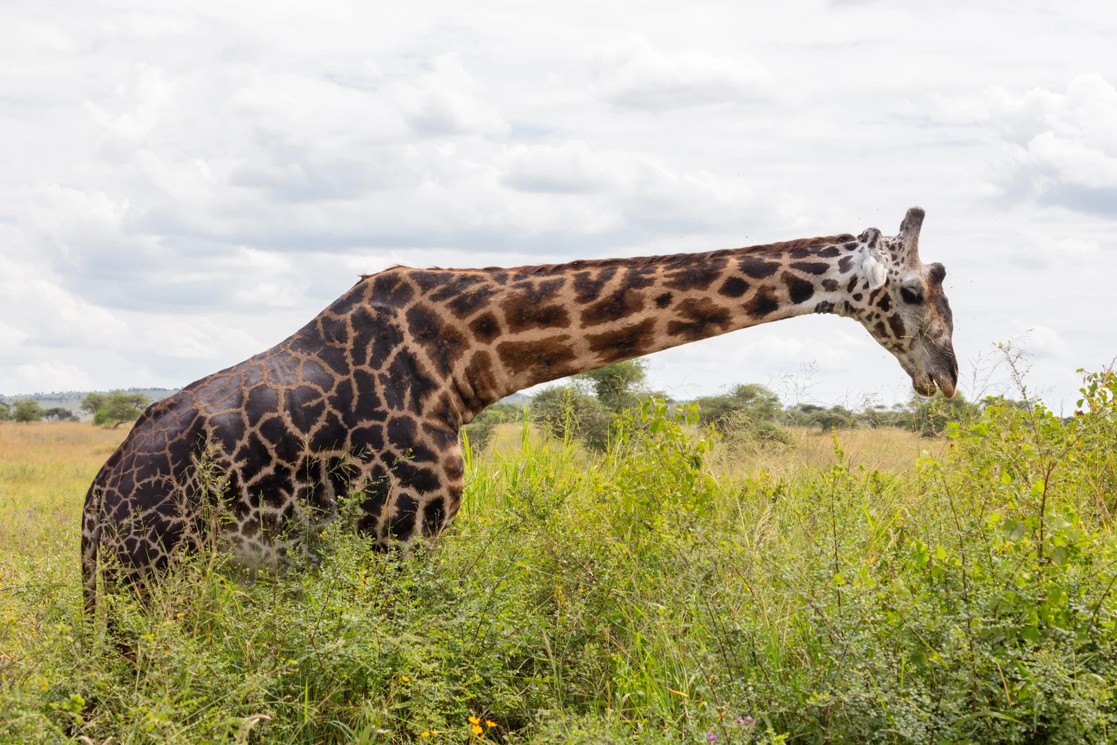 Girafe Maasai broutant des acacias dispersés dans les broussailles près du lac Natron