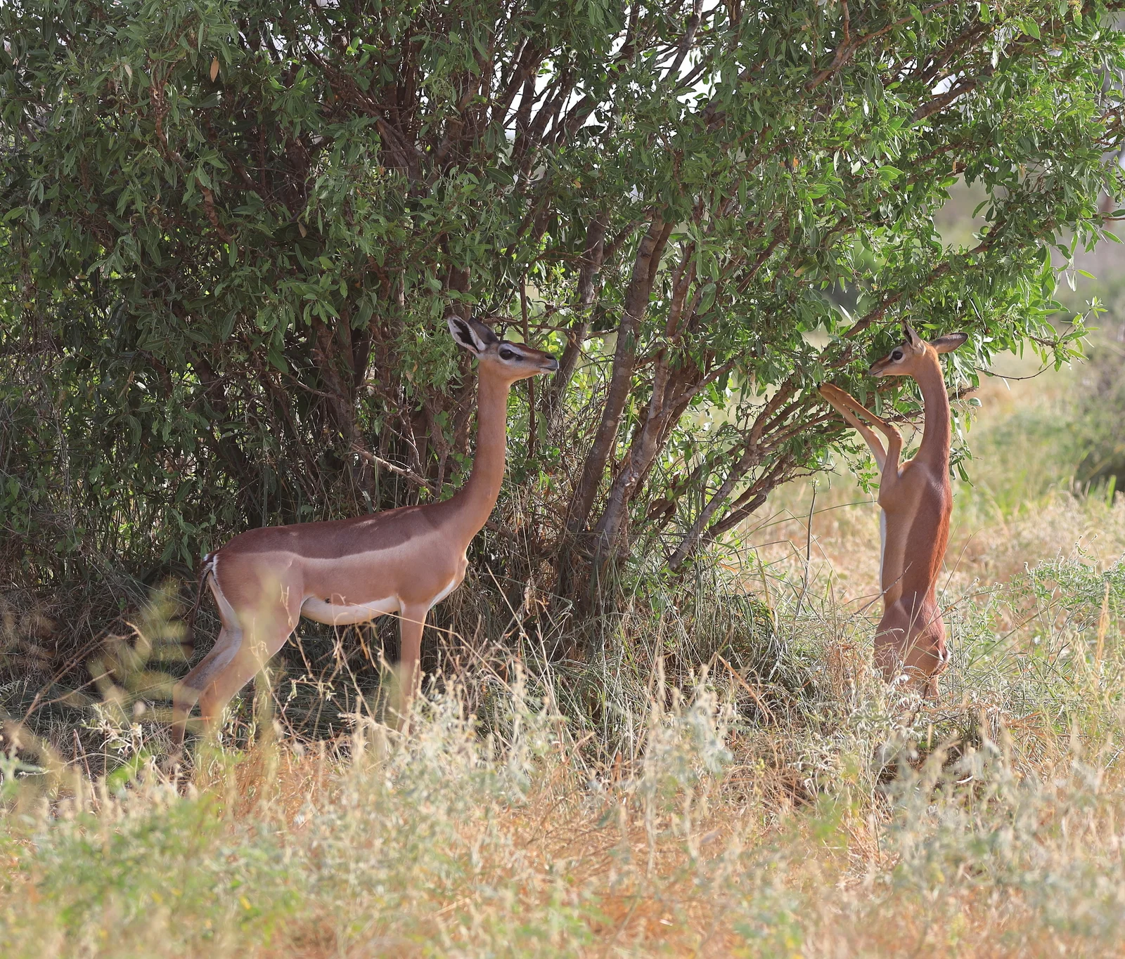 Gérénuk debout sur ses pattes arrière pour atteindre les feuilles d'acacia dans la région aride à l'est du lac