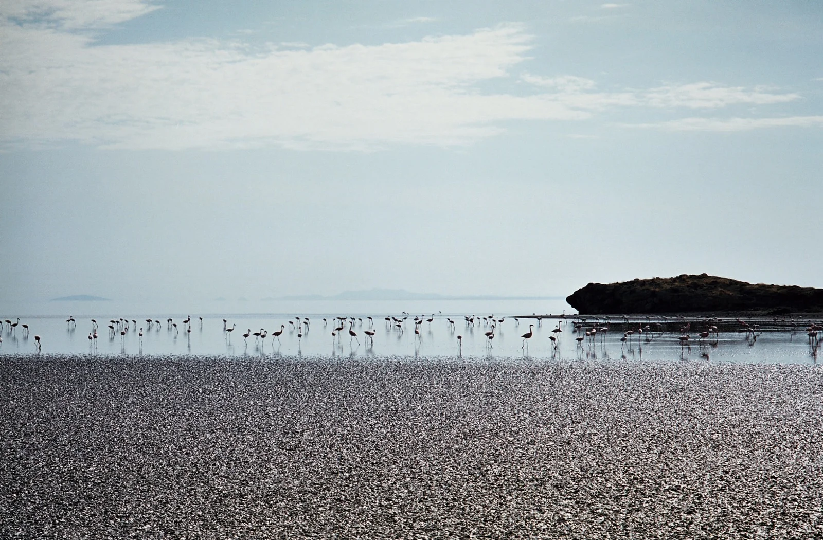 Le lac Natron en juin, avec une brume plus fraîche et des groupes de flamants s'alimentant sur une eau calme